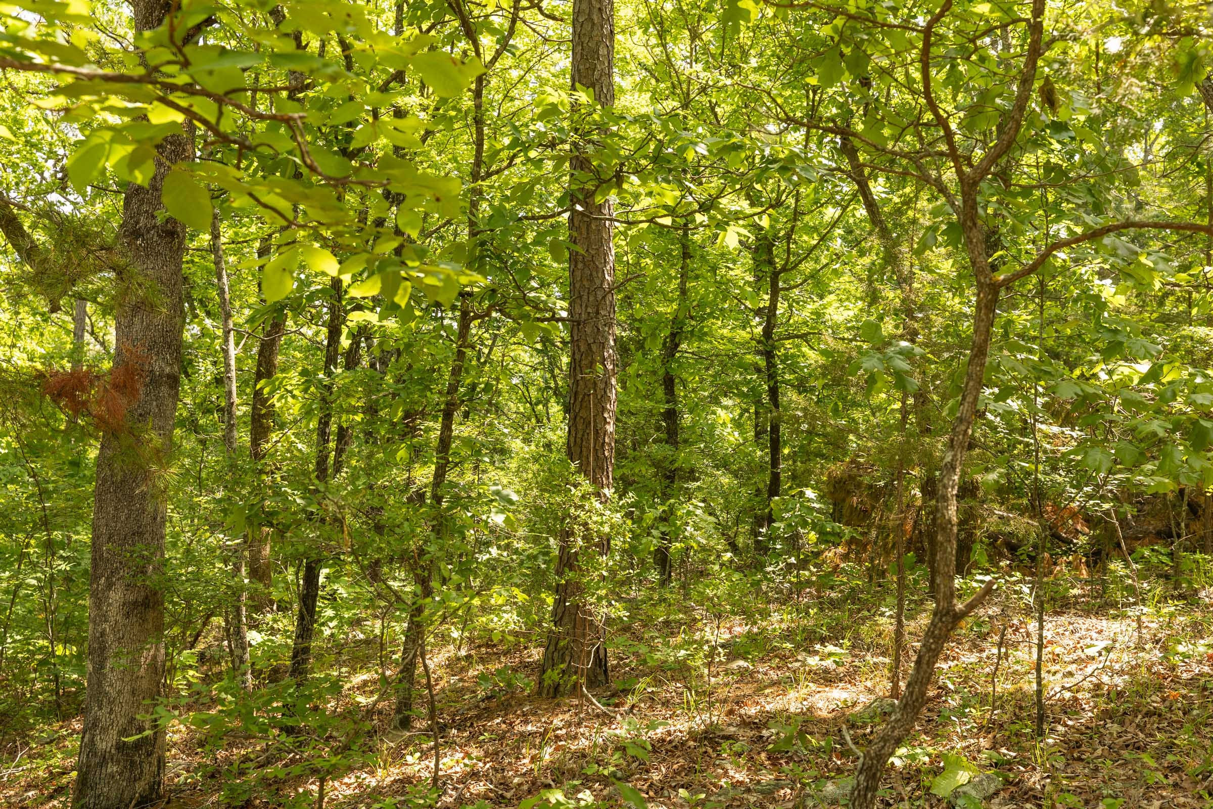 Stone Bridge Reserve Tract 35 photo 10