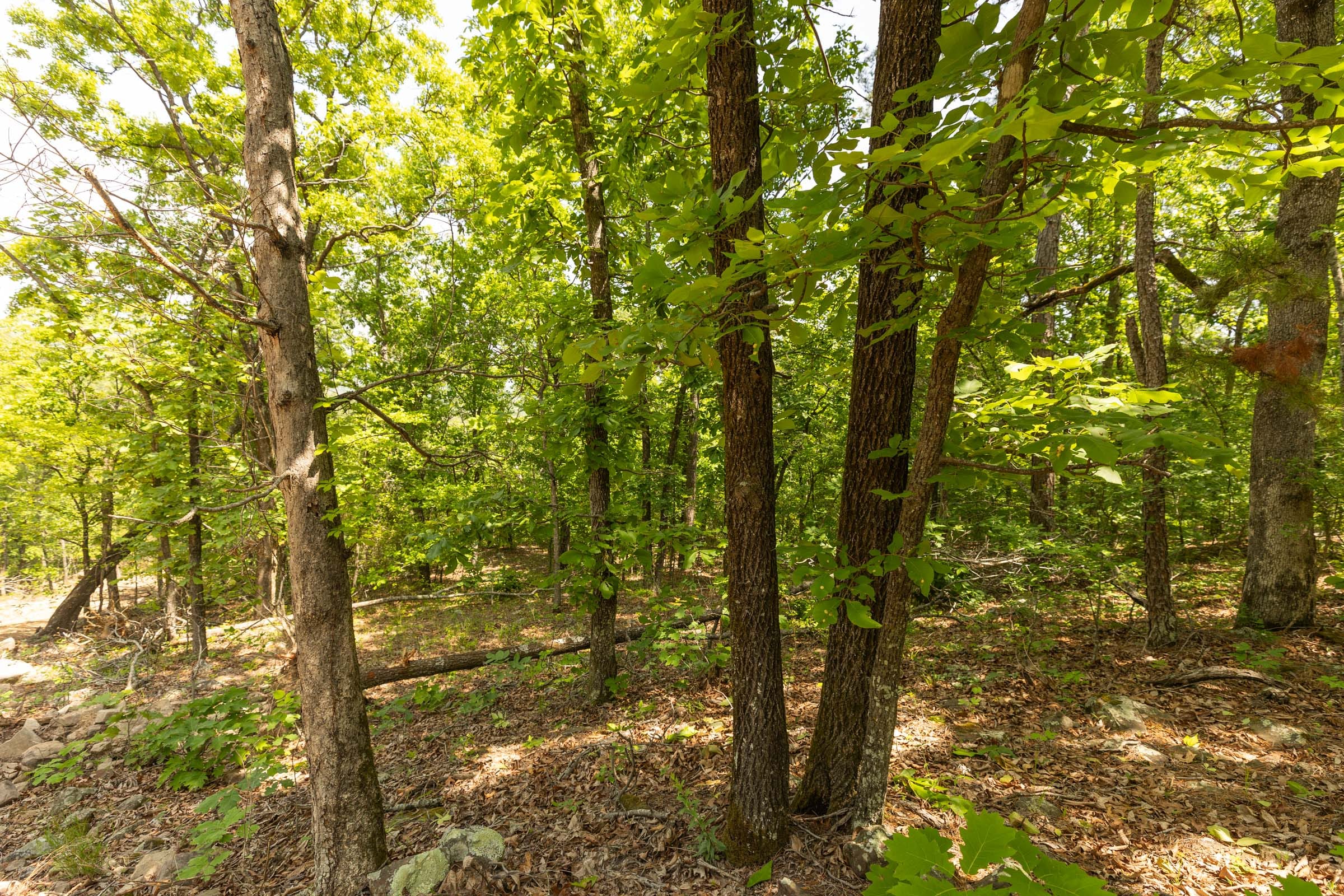 Stone Bridge Reserve Tract 35 photo 9