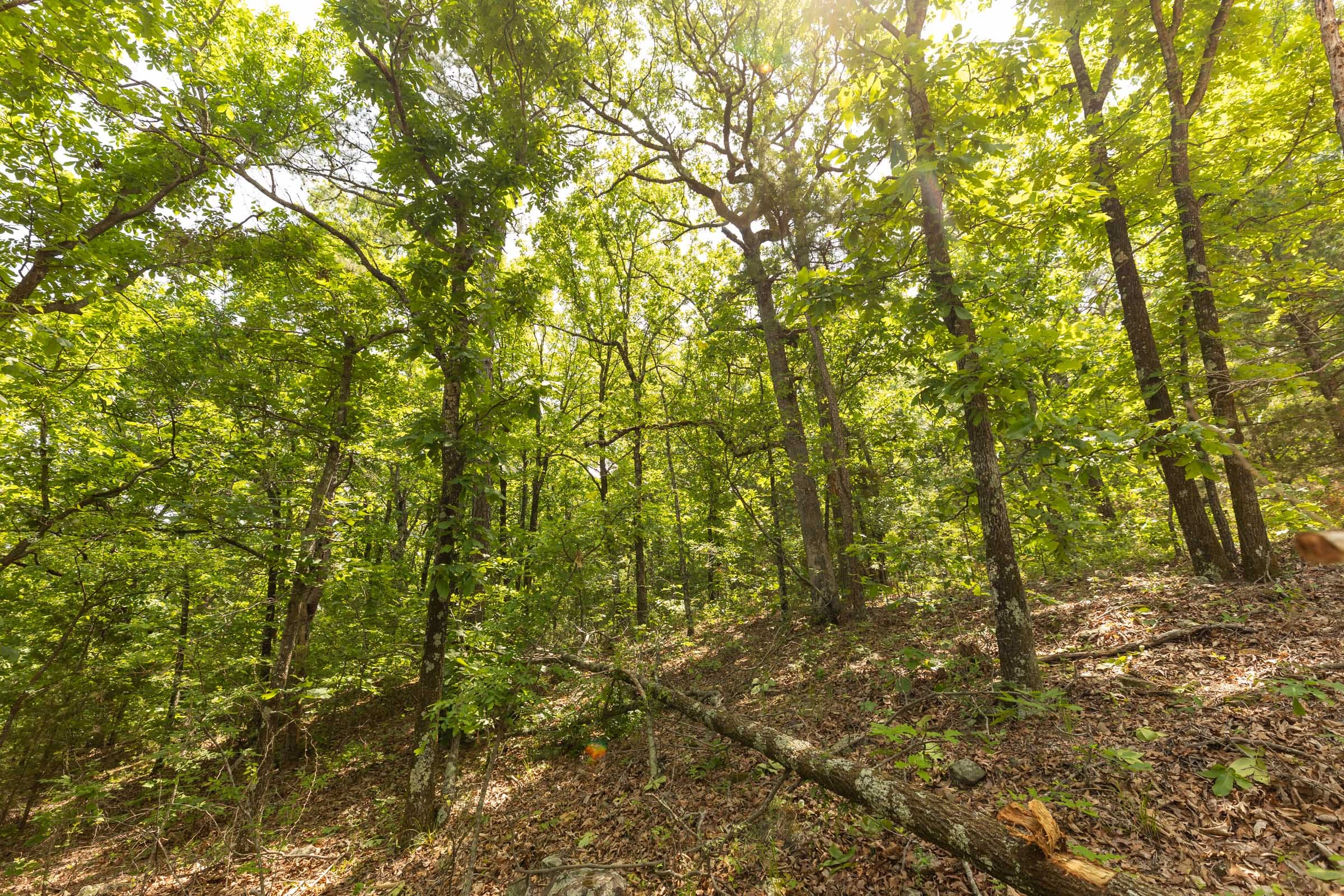 Stone Bridge Reserve Tract 35 photo 8