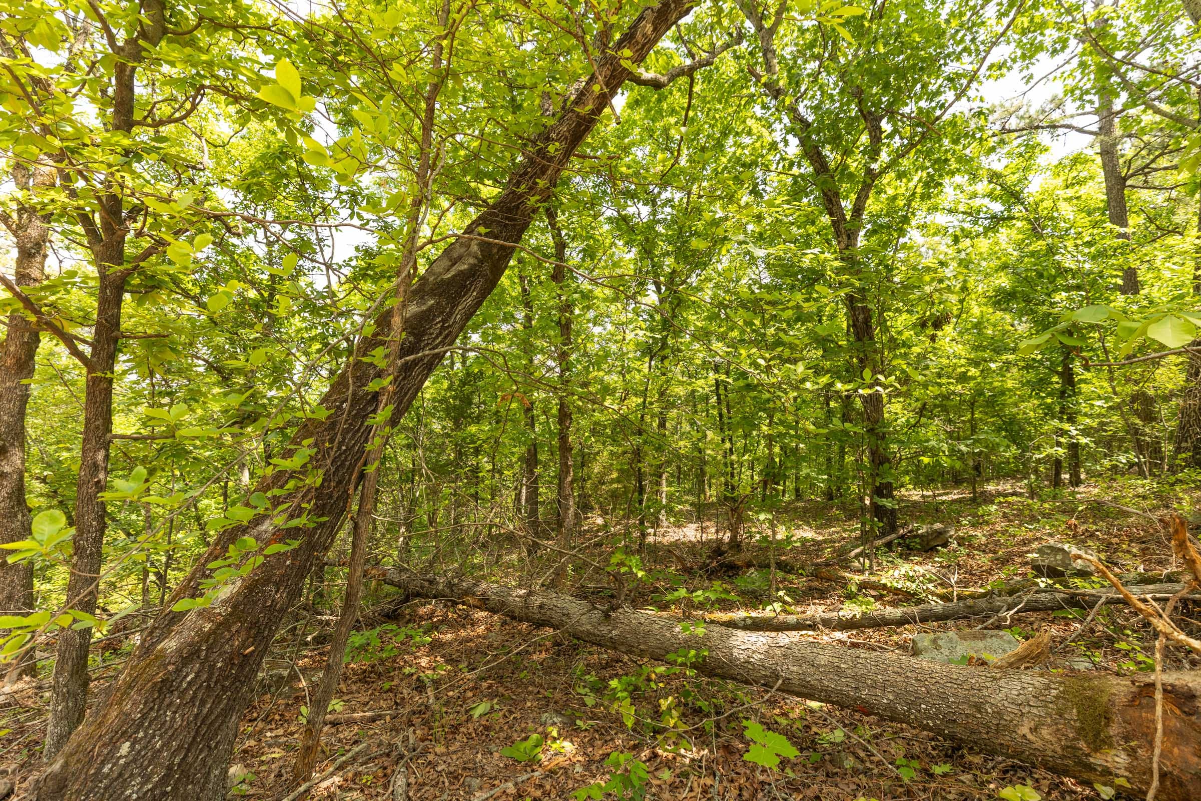 Stone Bridge Reserve Tract 35 photo 6