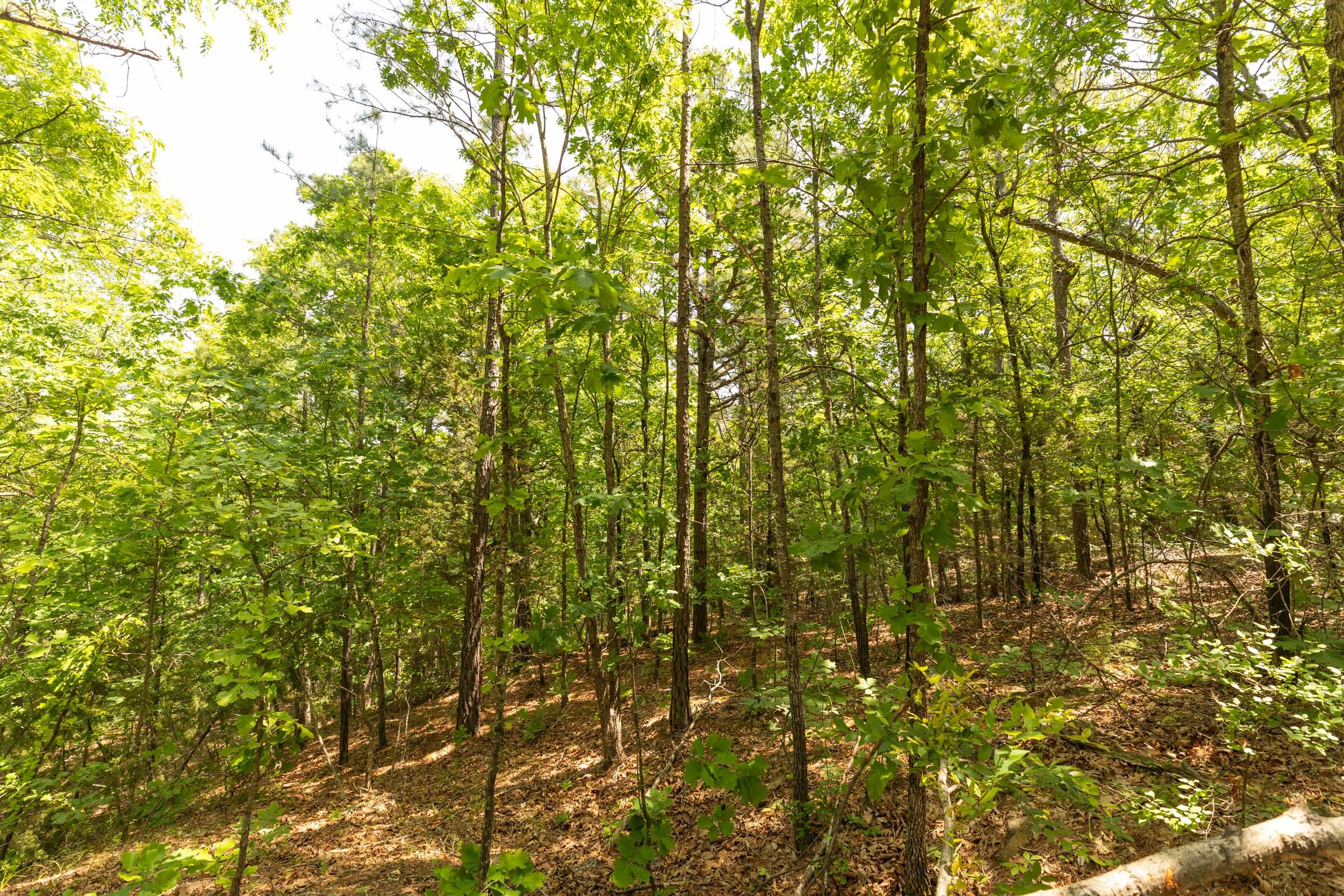 Stone Bridge Reserve Tract 35 photo 5