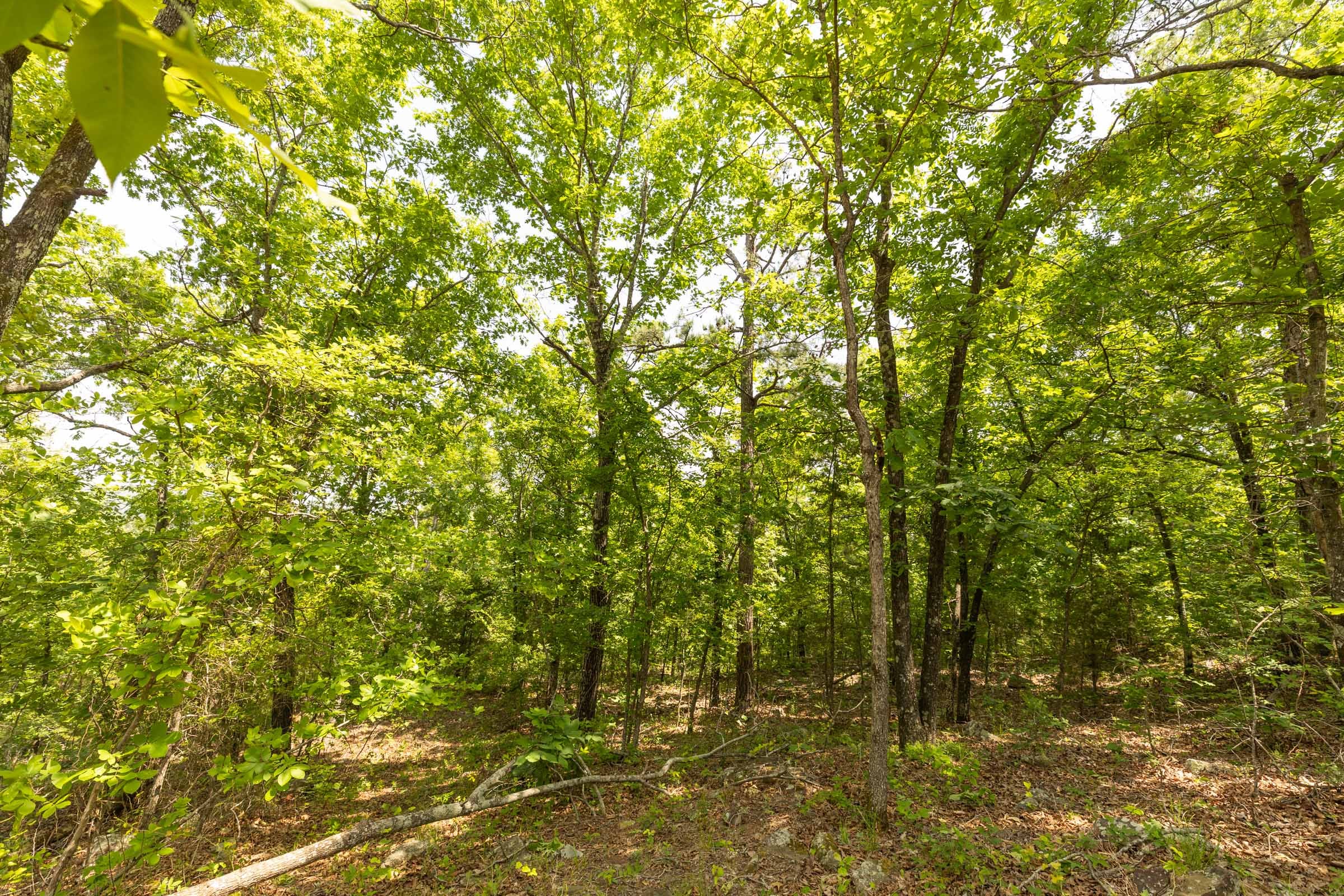Stone Bridge Reserve Tract 35 photo 3