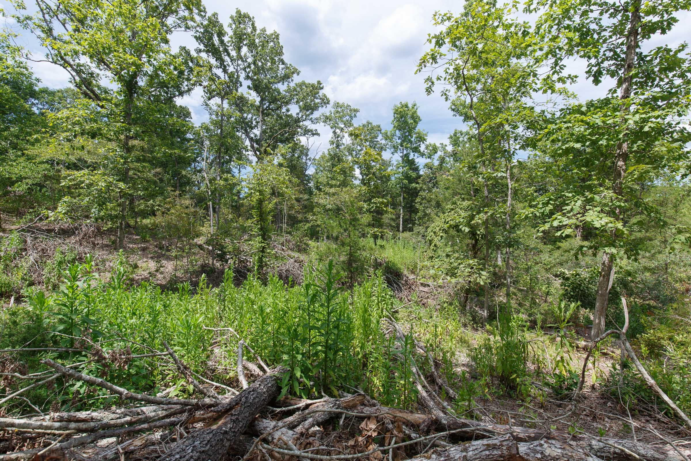Wildwood Tract 13 photo 5