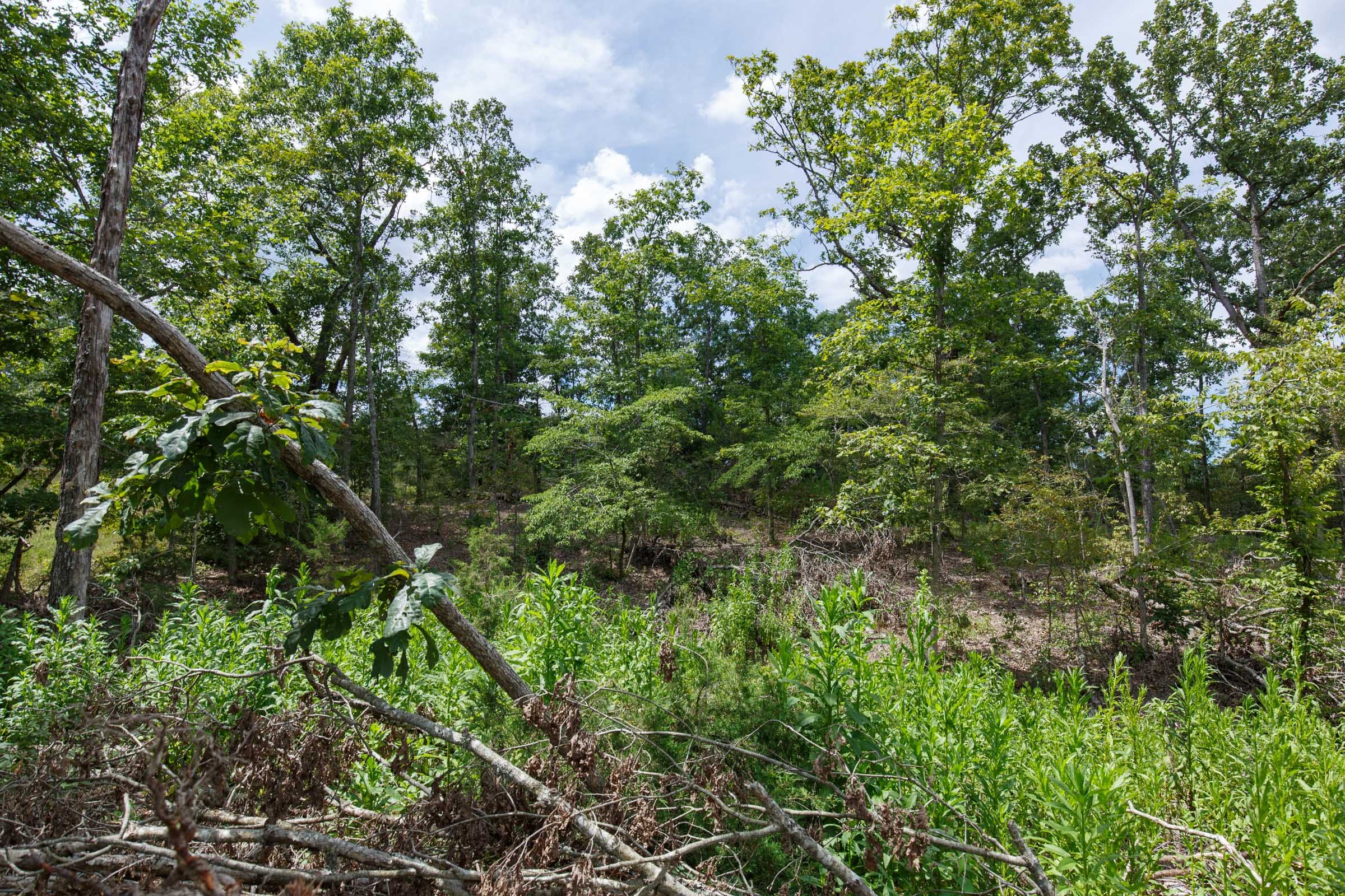 Wildwood Tract 13 photo 10