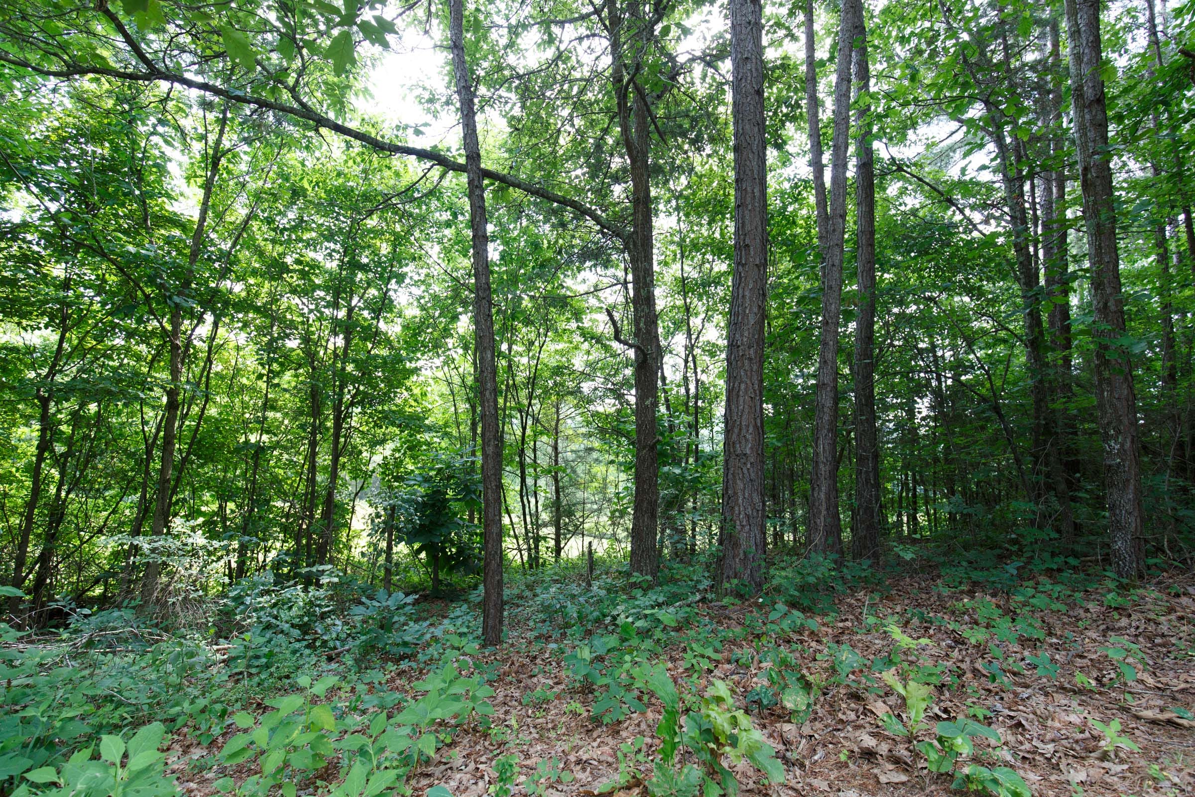 Rolling Hills Tract 17 photo 11
