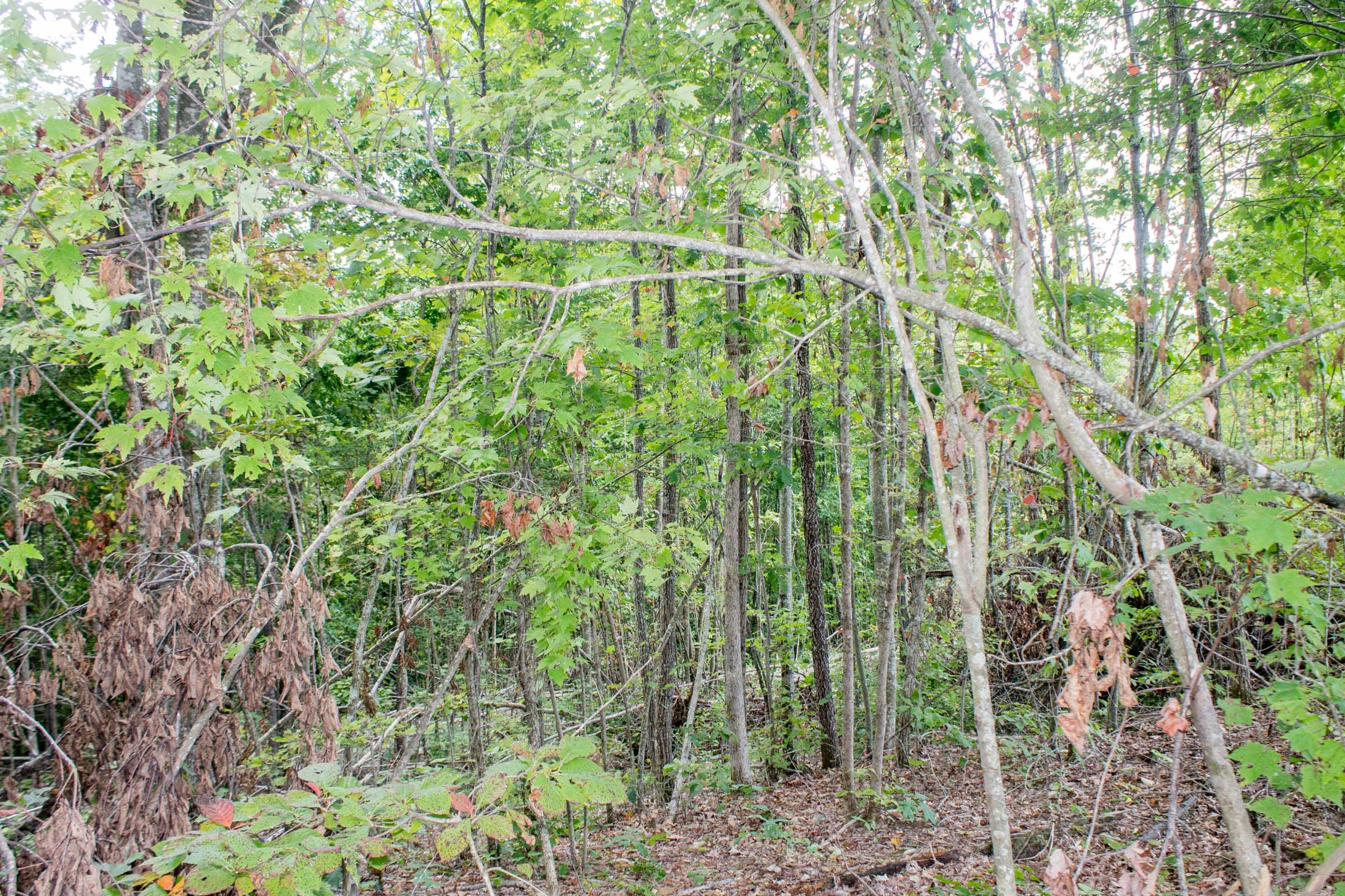 Buck Run Ridge Tract 9 photo 3