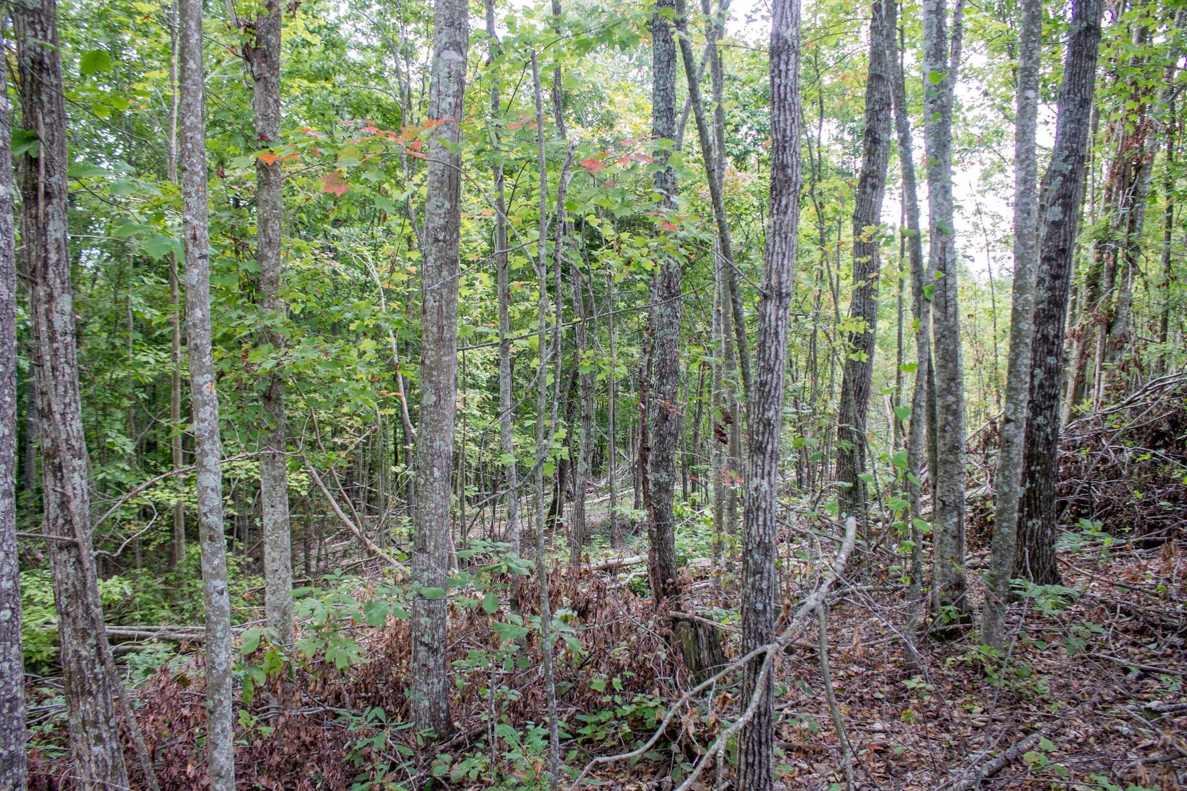 Buck Run Ridge Tract 9 photo 1