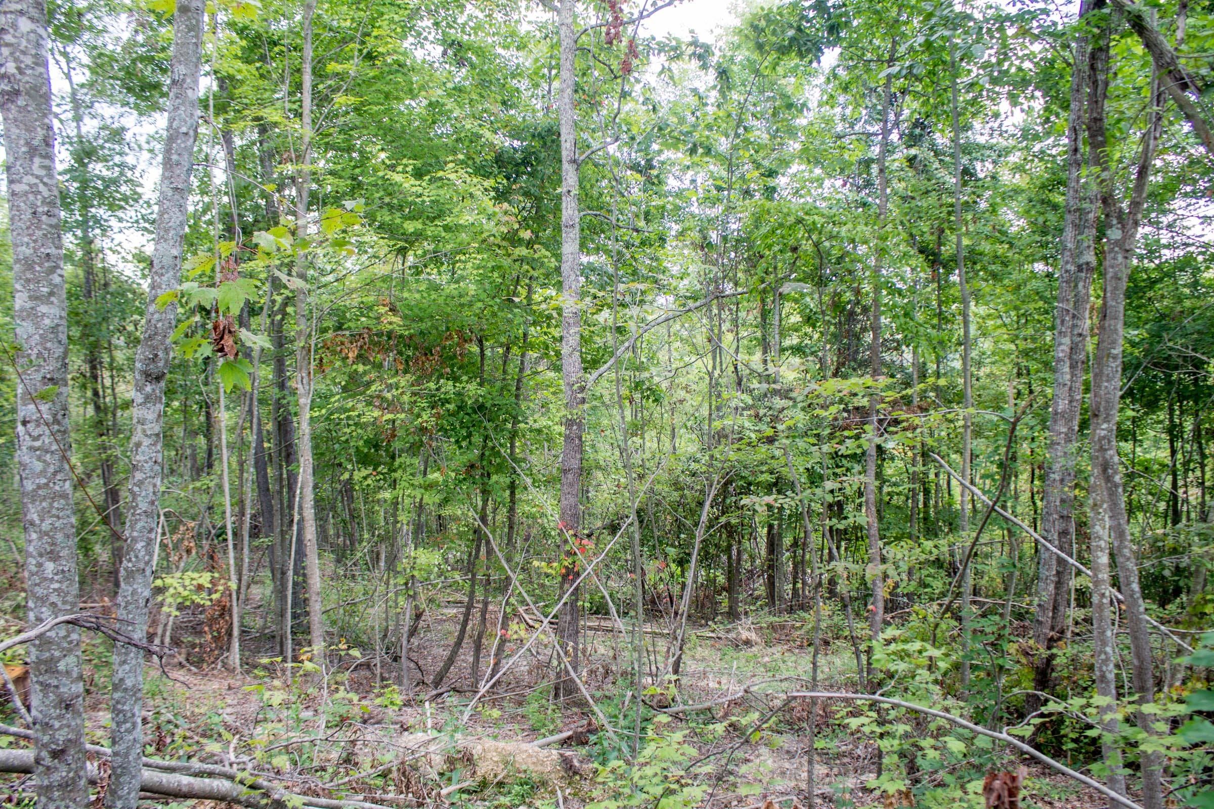 Buck Run Ridge Tract 9 photo 4