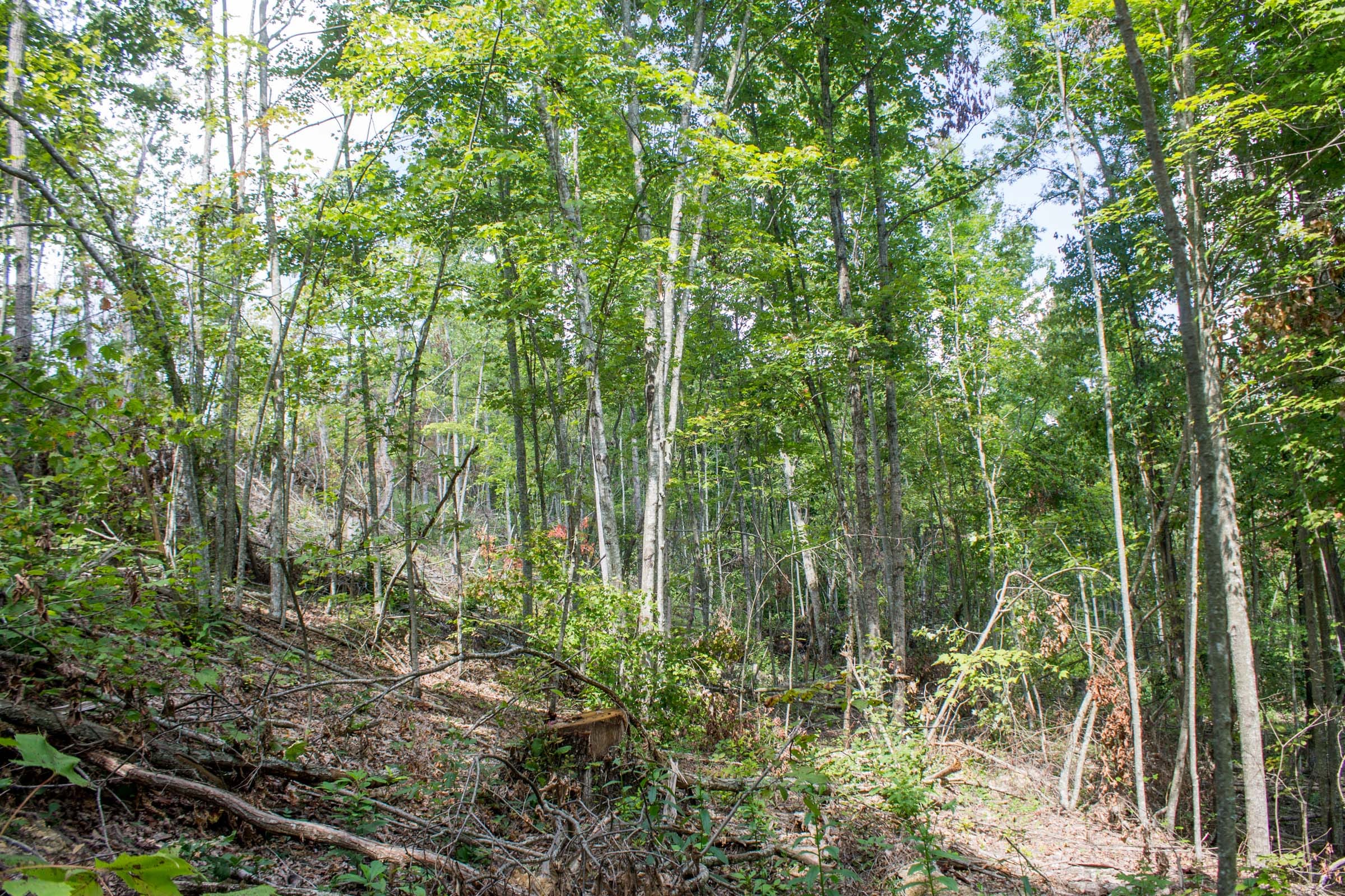 Buck Run Ridge Tract 9 photo 5