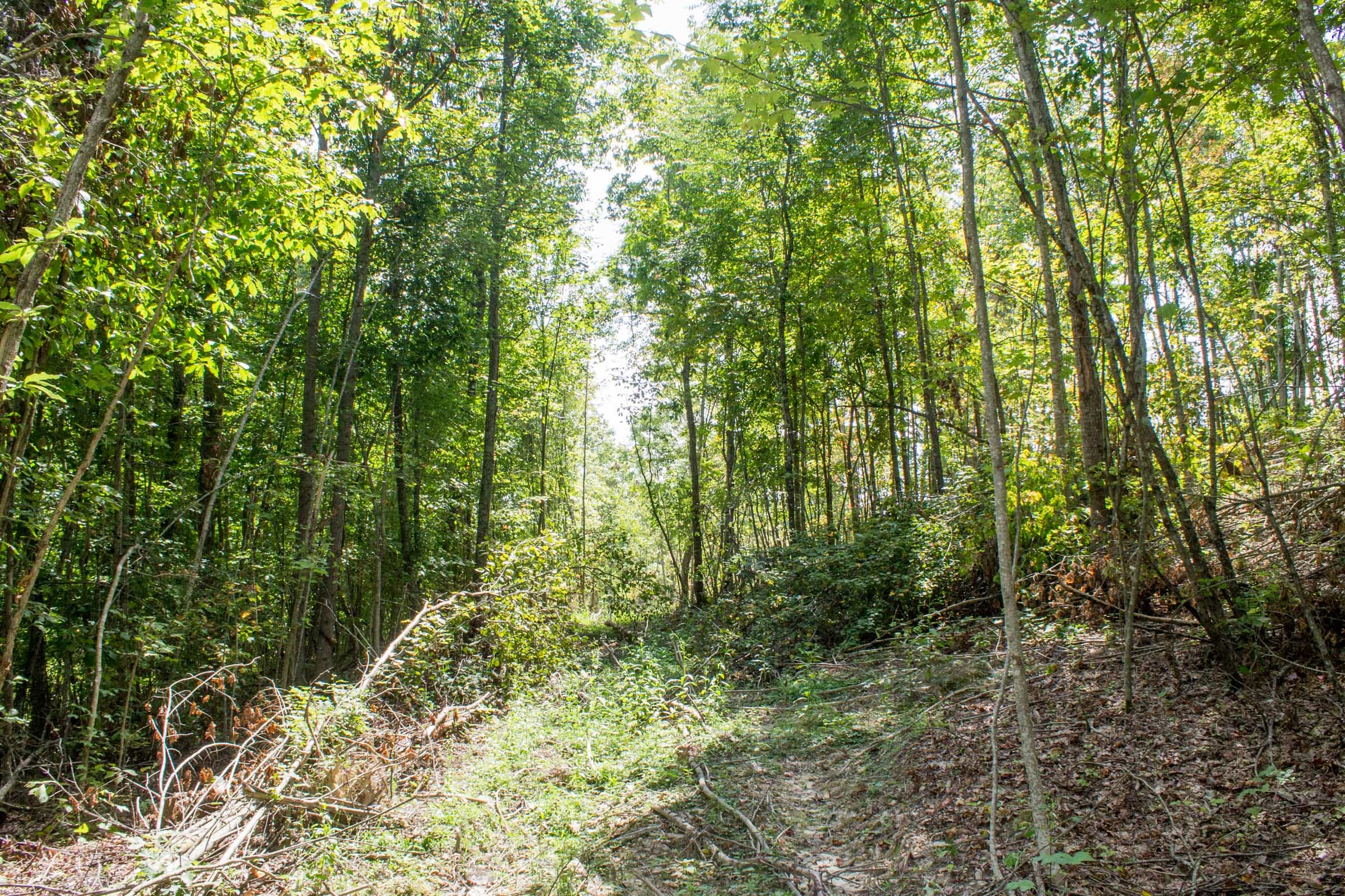 Buck Run Ridge Tract 9 photo 6