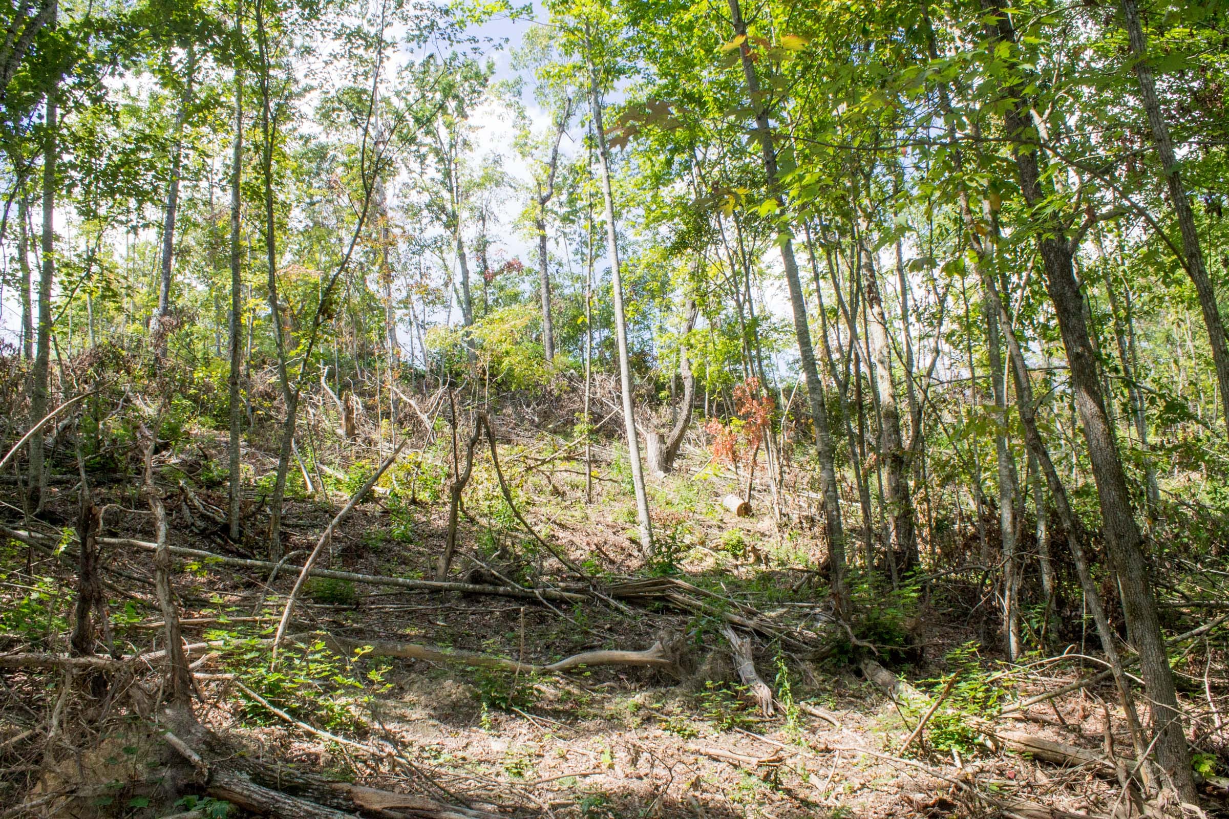 Buck Run Ridge Tract 9 photo 7