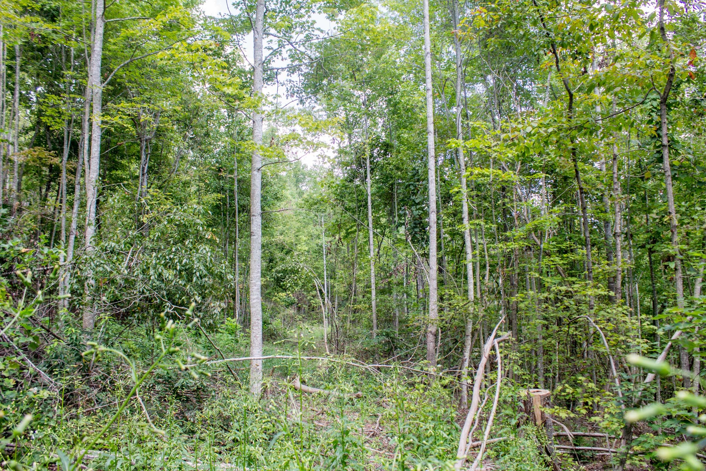 Buck Run Ridge Tract 9 photo 8