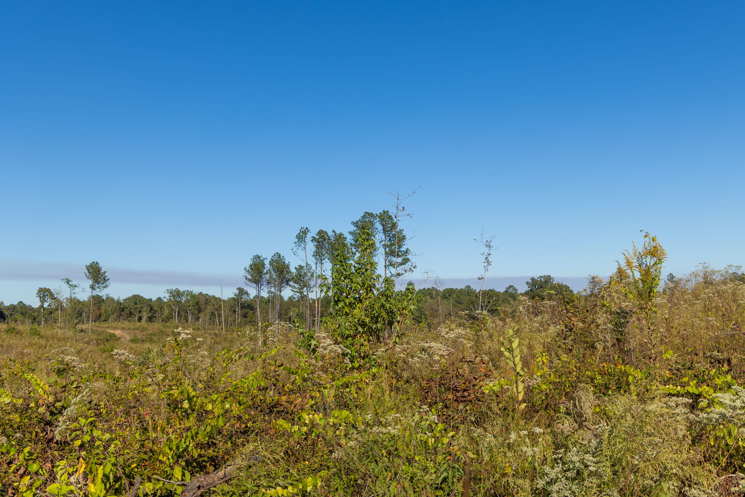Meyer’s Ridge Tract 10 photo 7