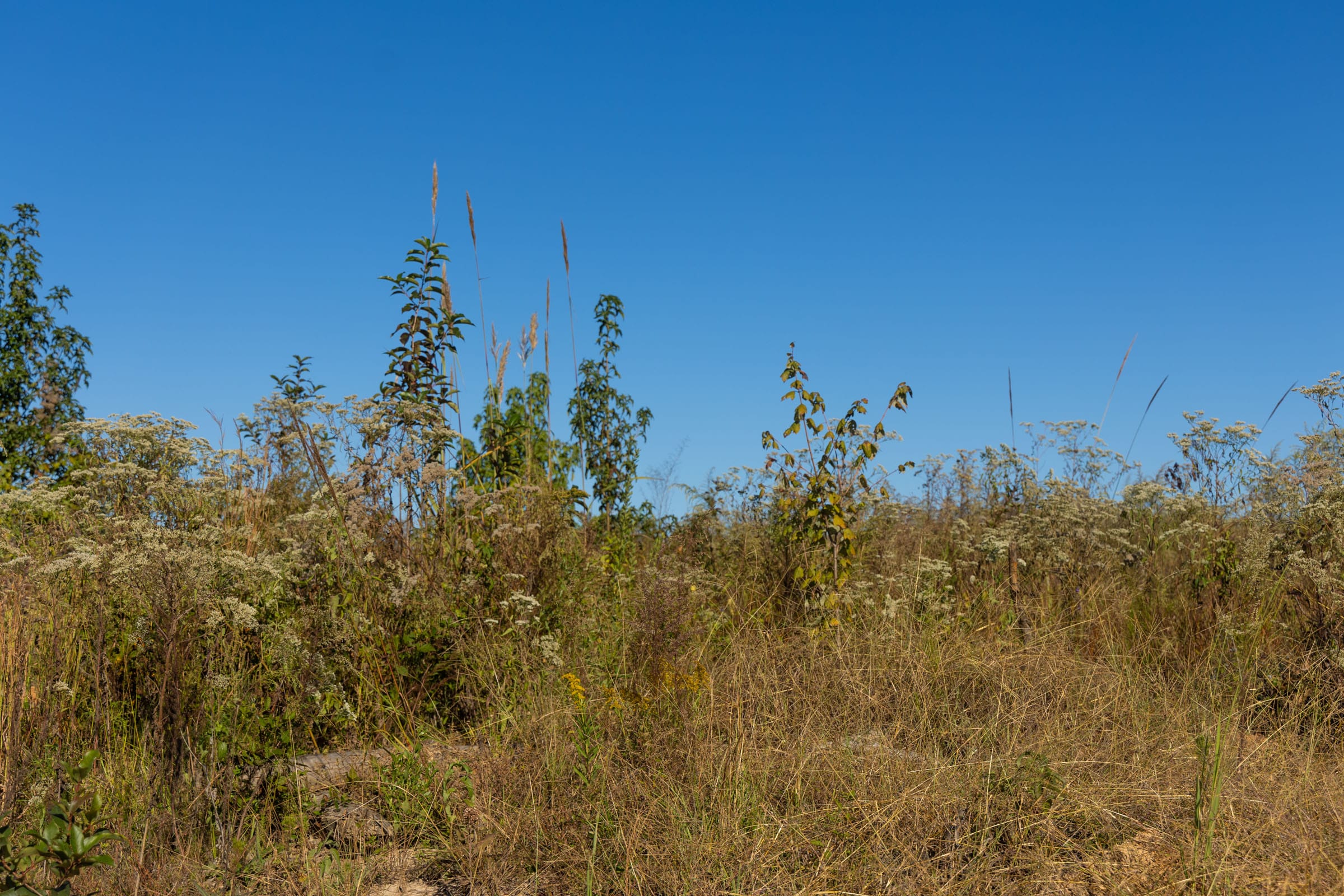 Meyer’s Ridge Tract 10 photo 6