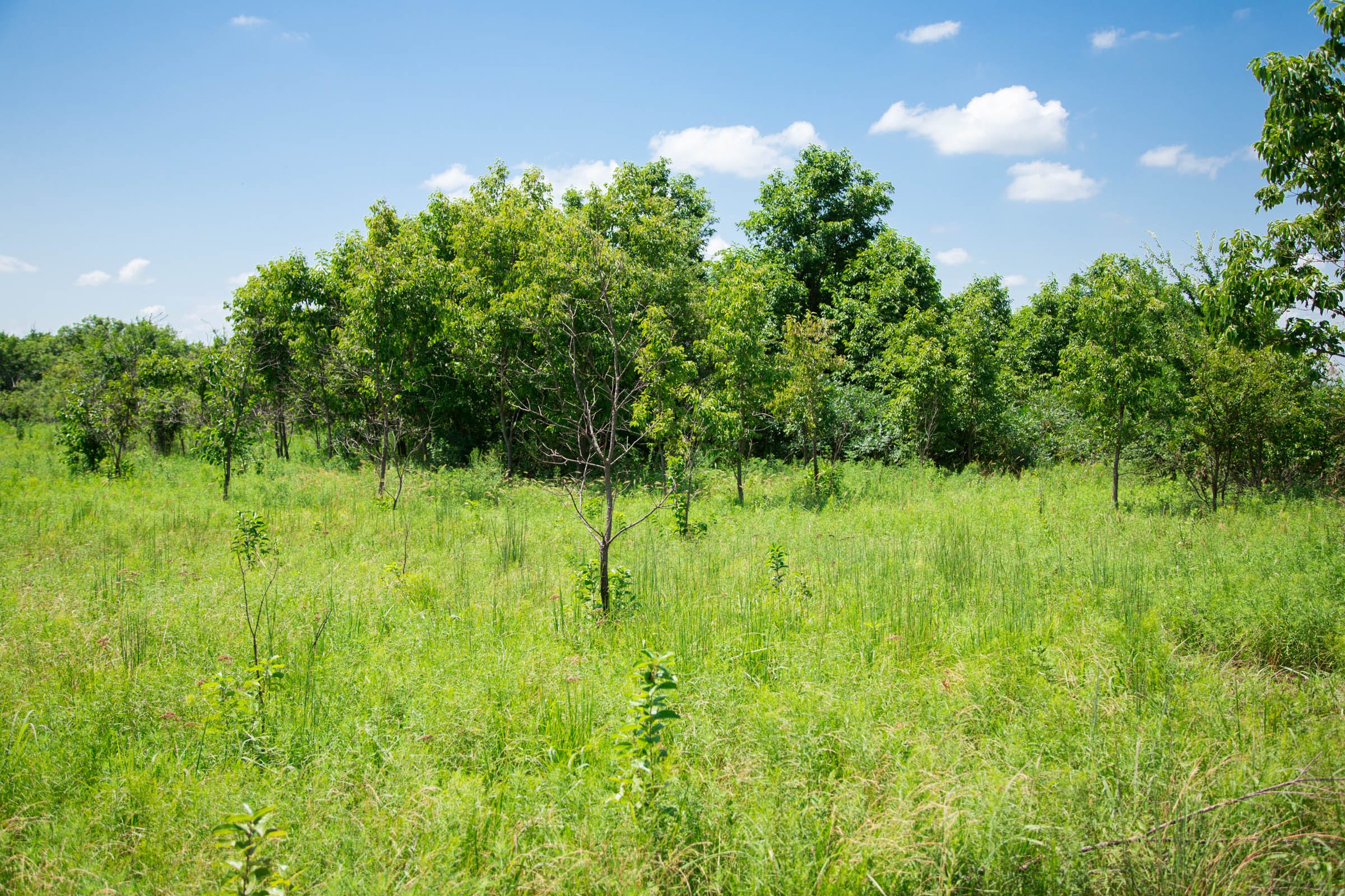 Deep Fork Ranch Tract 20 photo 8