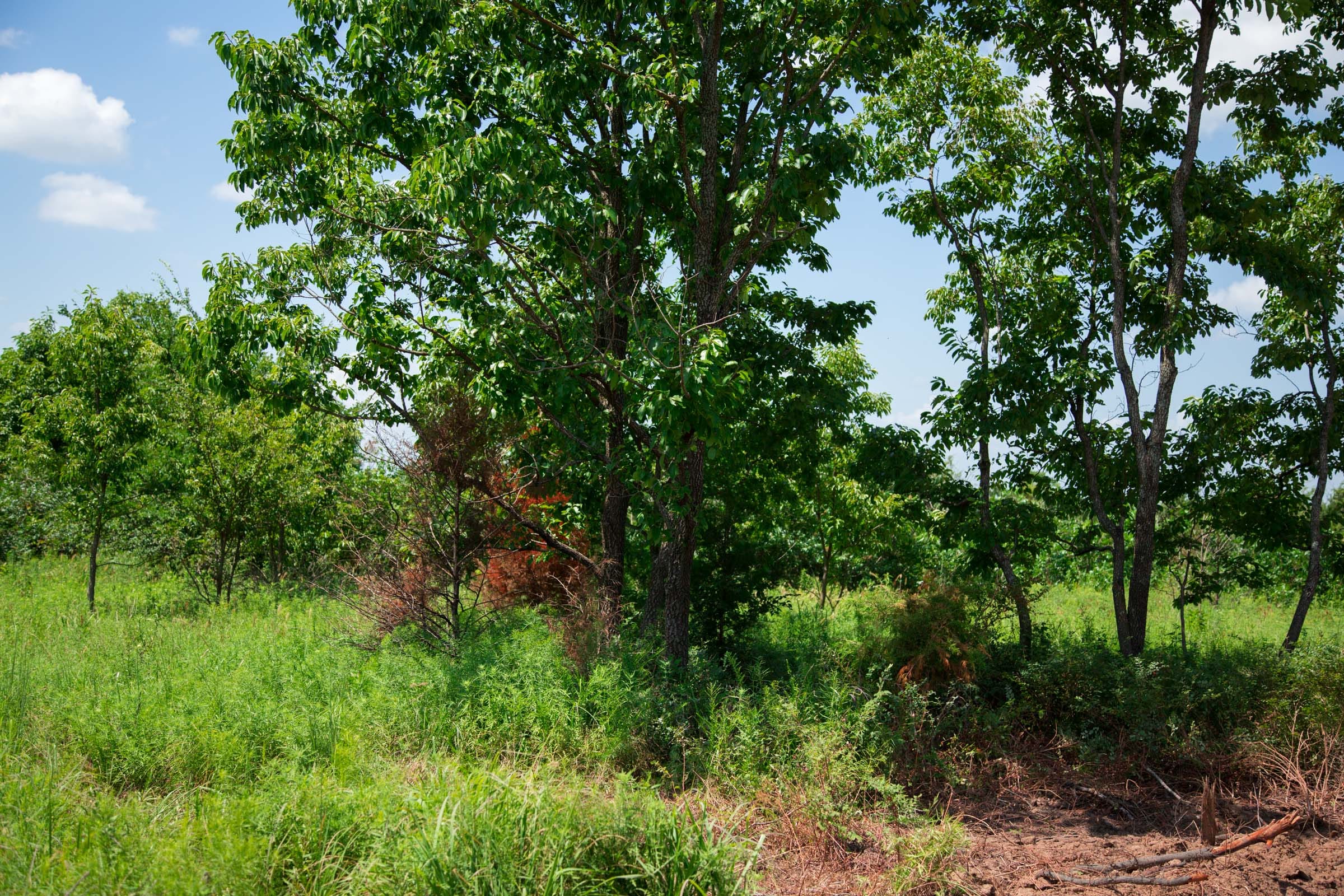 Deep Fork Ranch Tract 20 photo 9