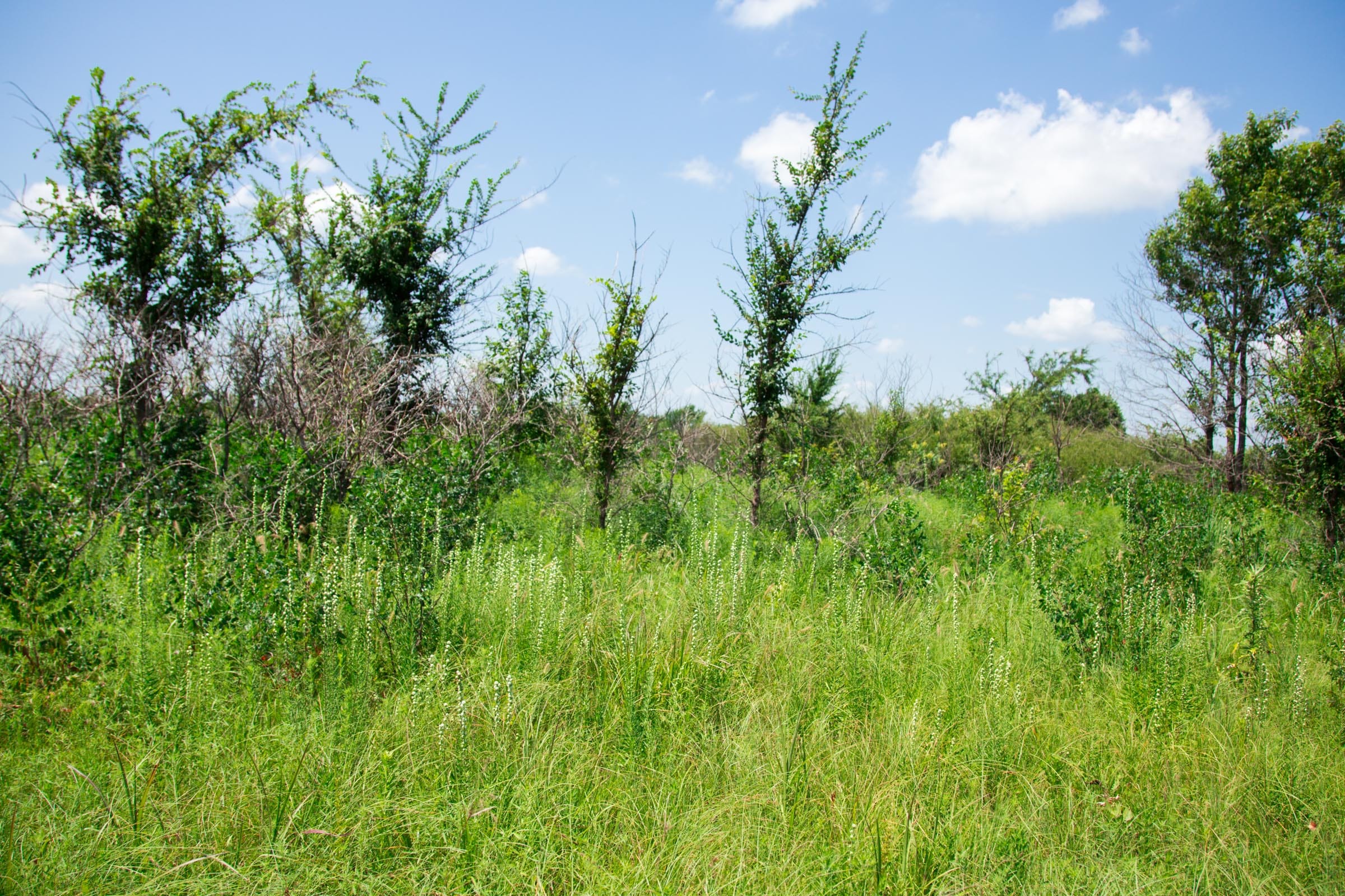 Deep Fork Ranch Tract 20 photo 10
