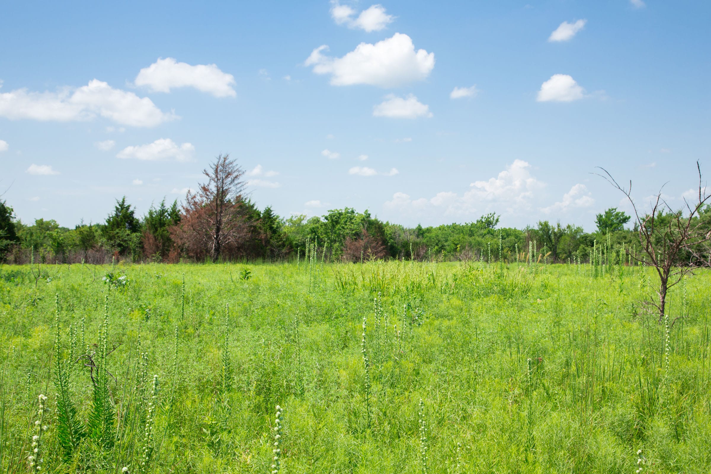 Deep Fork Ranch Tract 20 photo 13