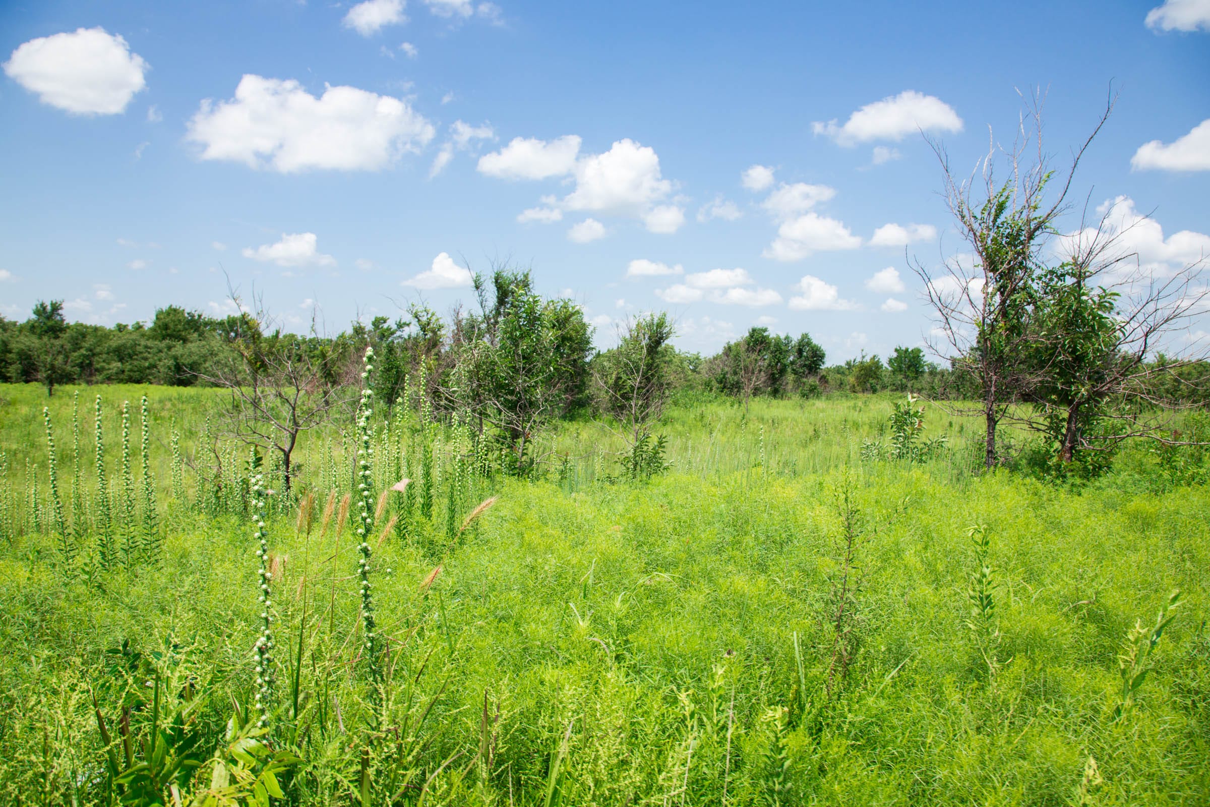 Deep Fork Ranch Tract 20 photo 14
