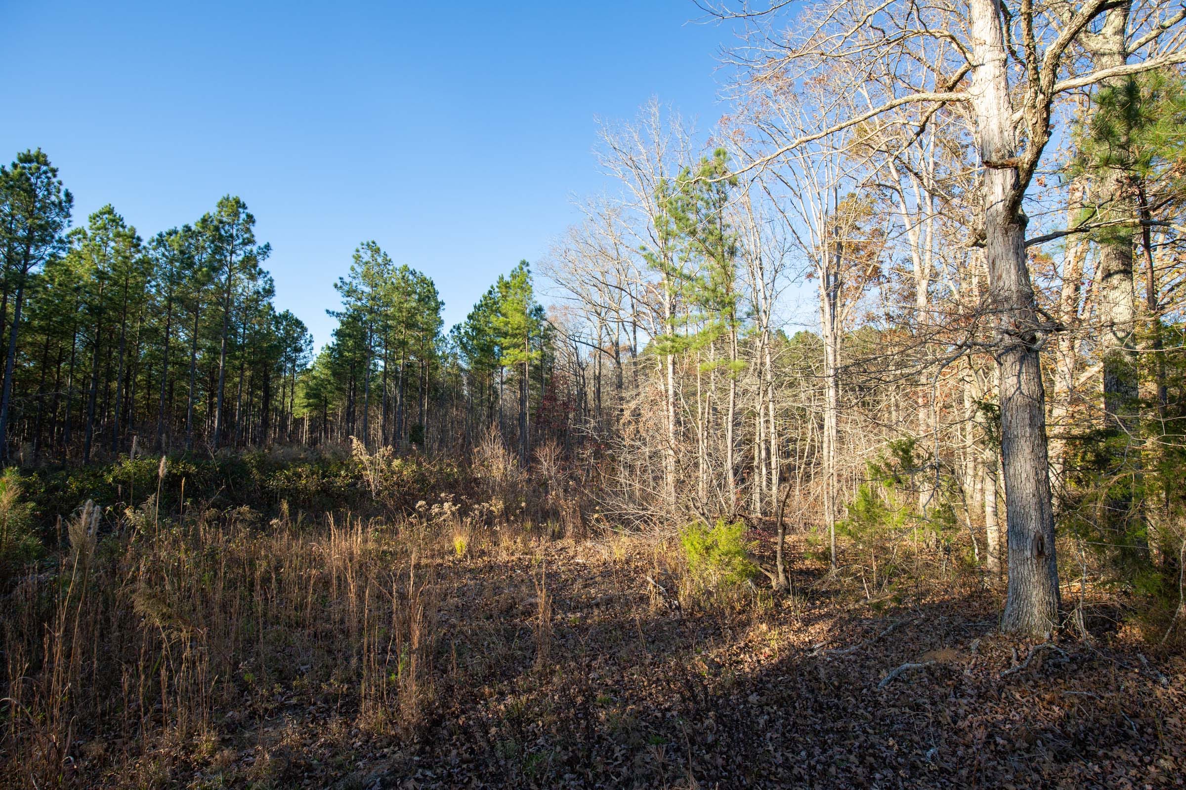 Whetstone Pines Tract 1 photo 4