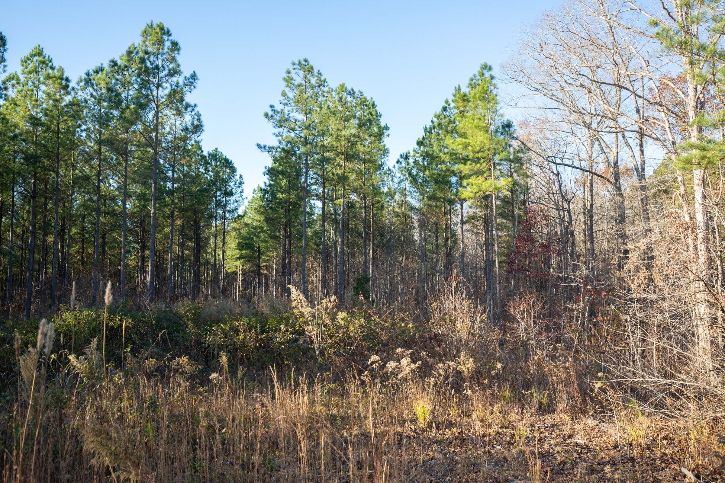 Whetstone Pines Tract 1 photo 1