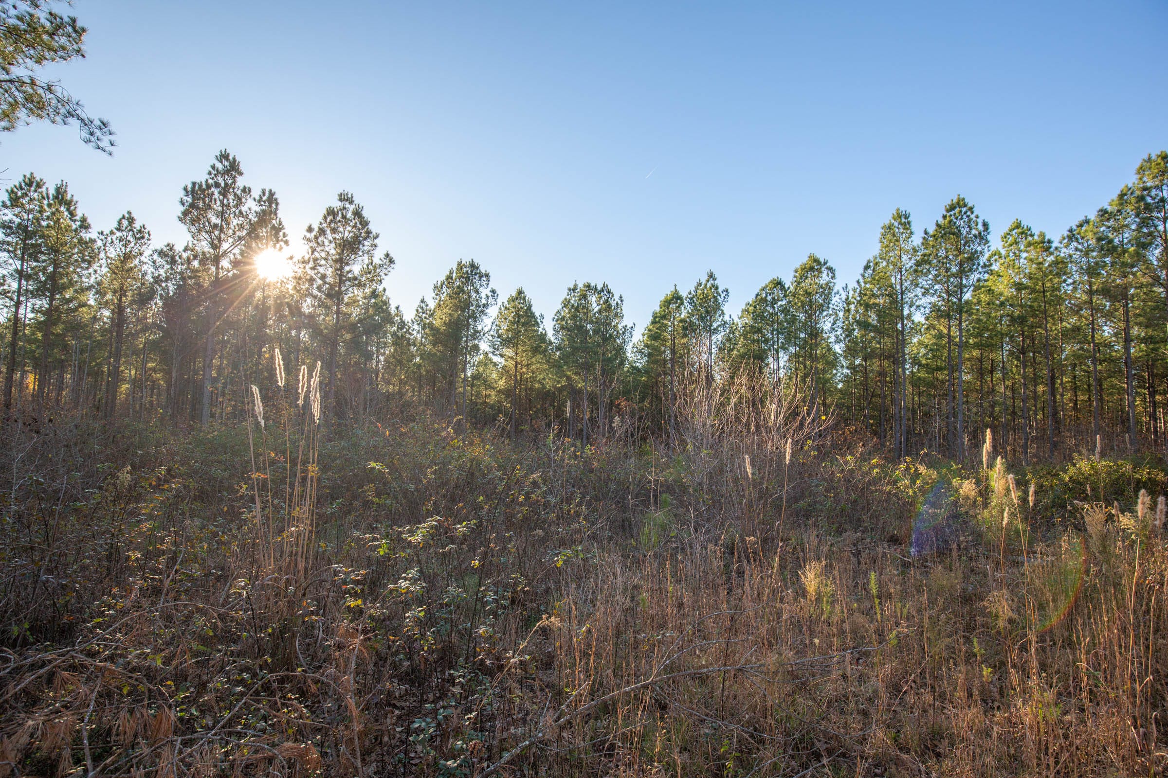 Whetstone Pines Tract 1 photo 5
