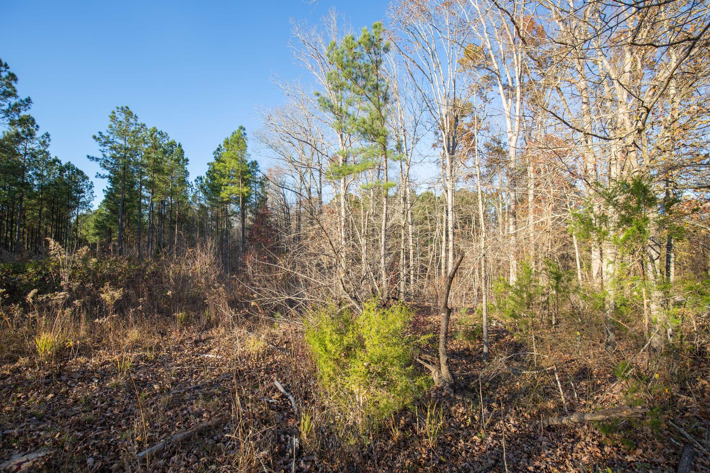 Whetstone Pines Tract 1 photo 6