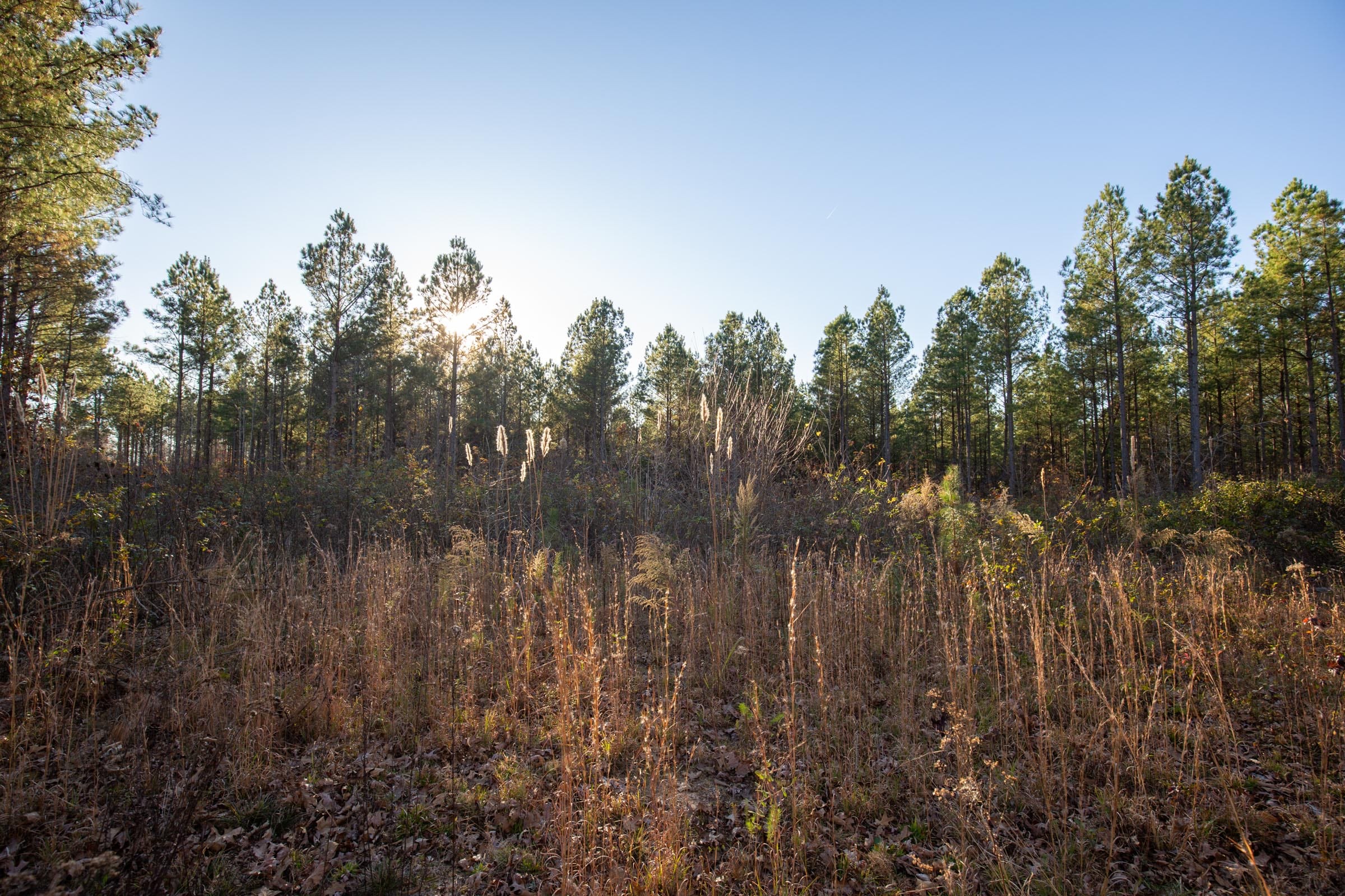 Whetstone Pines Tract 1 photo 7