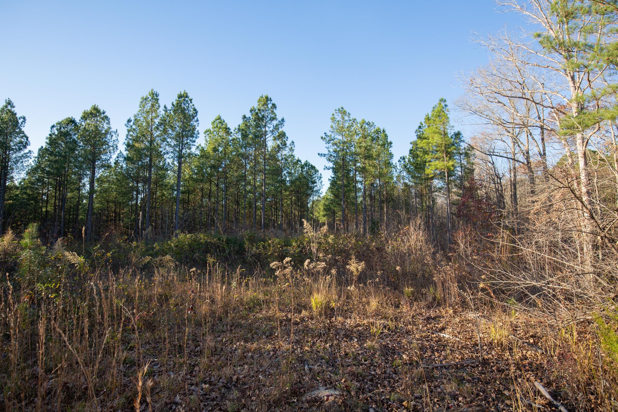 Whetstone Pines Tract 1 photo 8