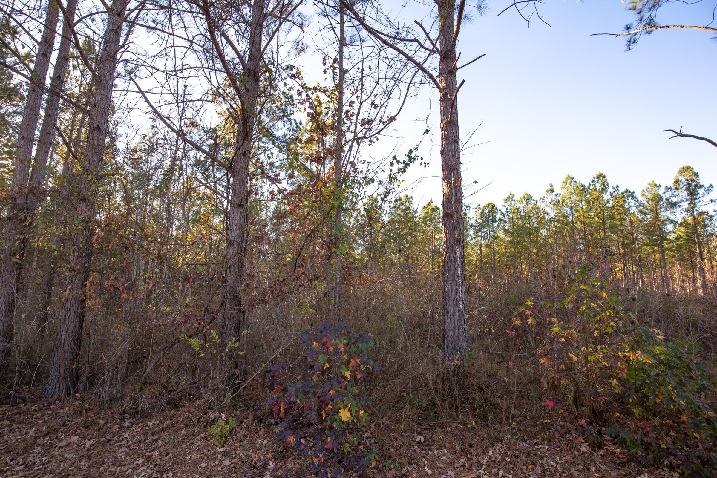 Whetstone Pines Tract 1 photo 10