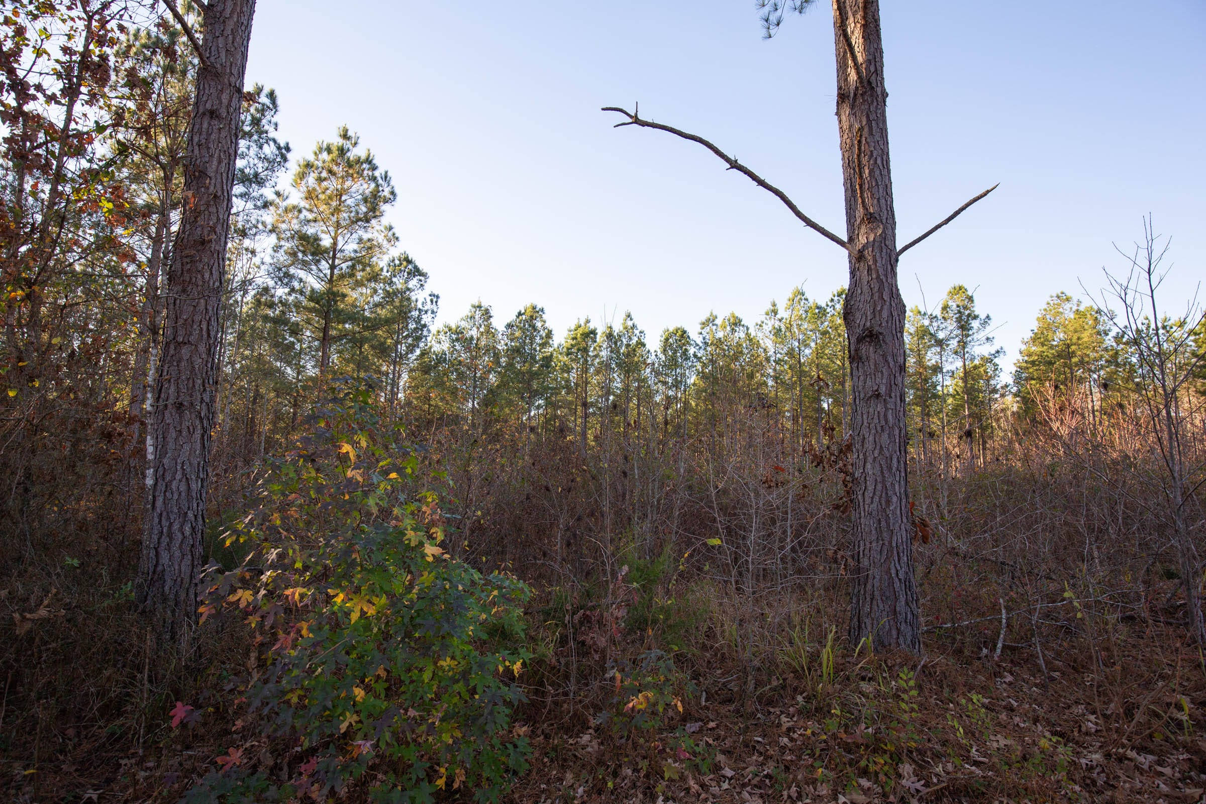 Whetstone Pines Tract 1 photo 11