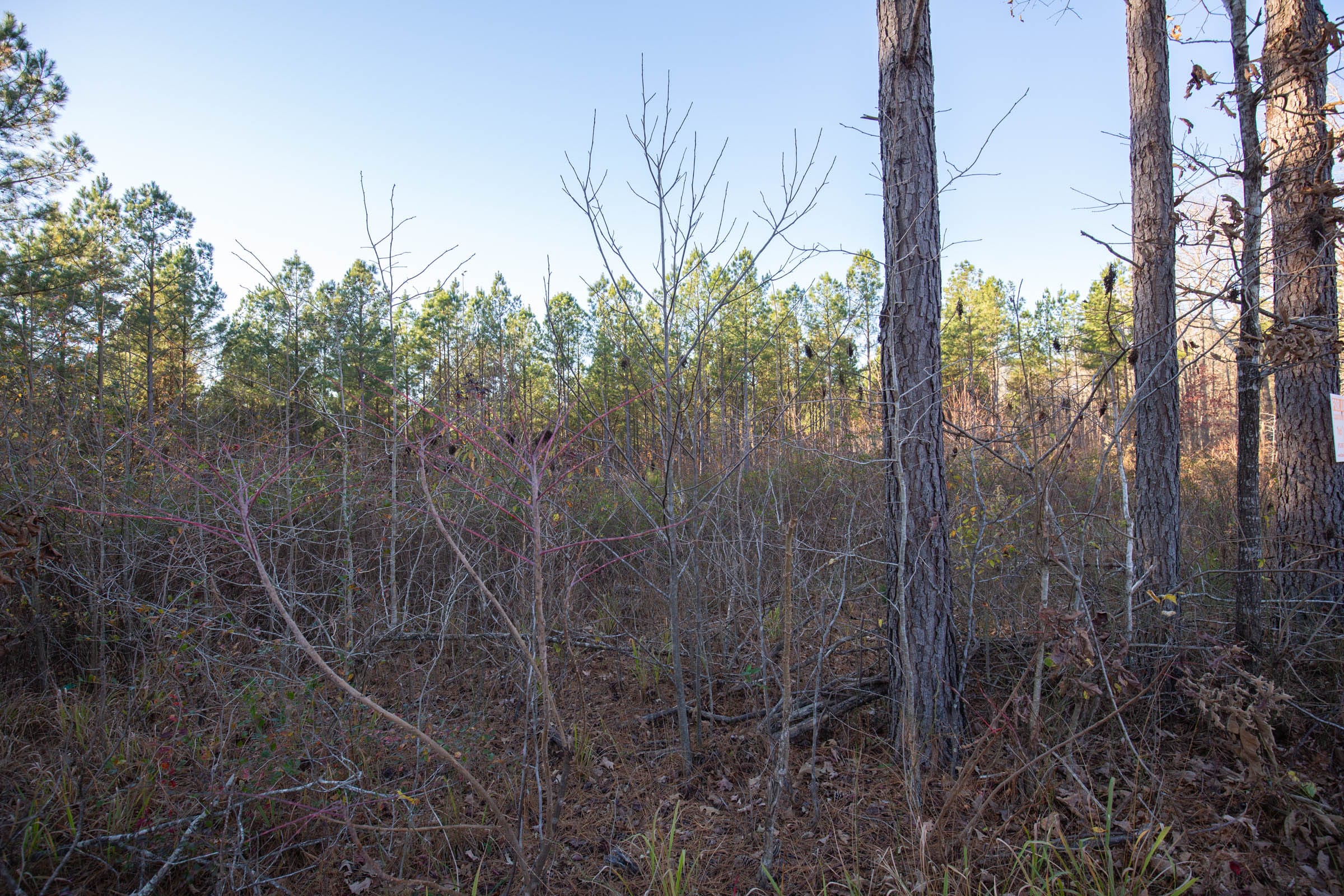 Whetstone Pines Tract 1 photo 12