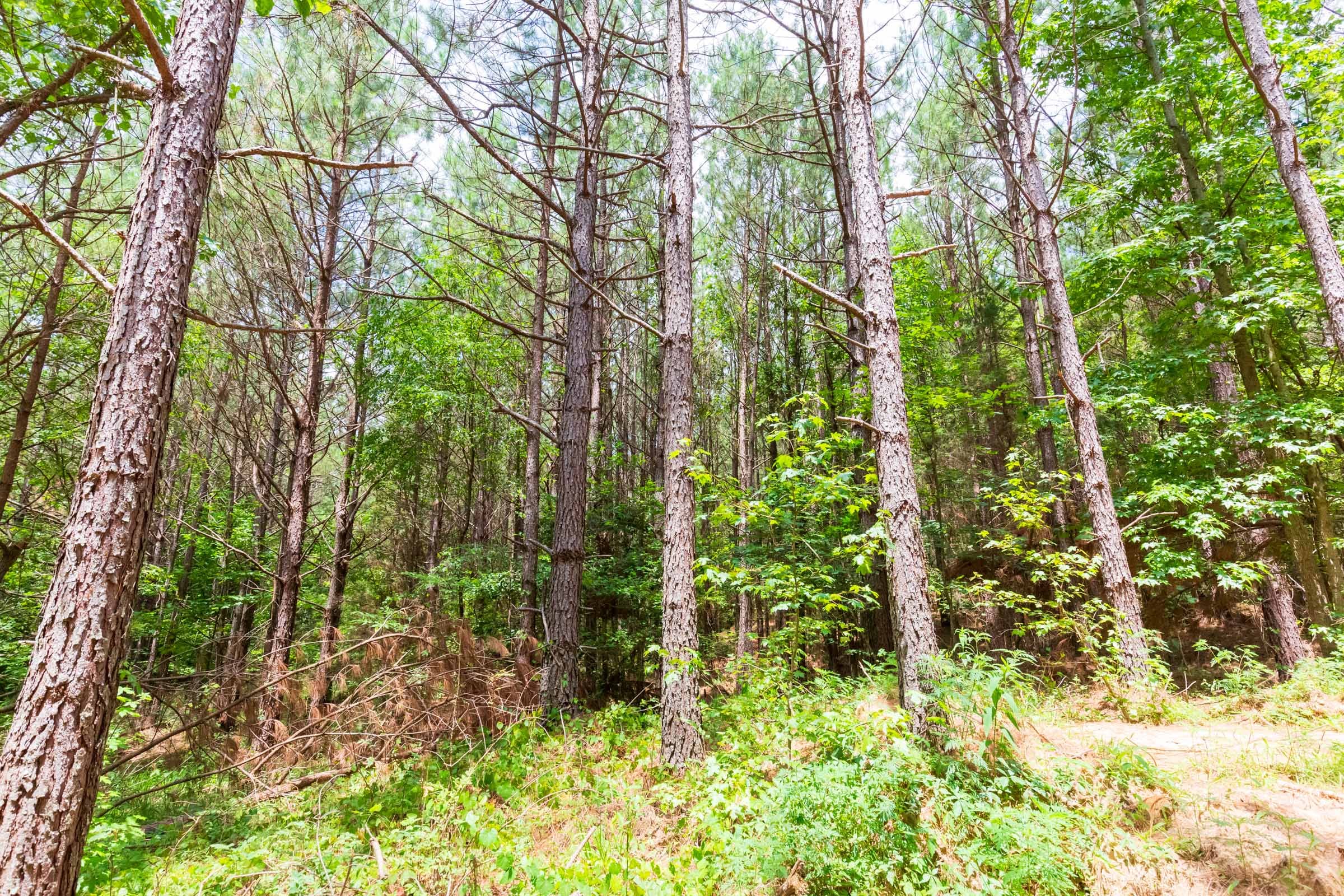 Whiskey Ridge Tract 99 photo 3
