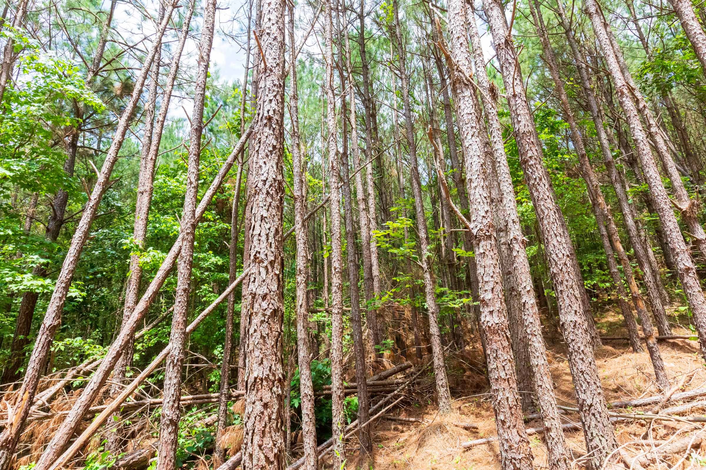 Whiskey Ridge Tract 99 photo 4