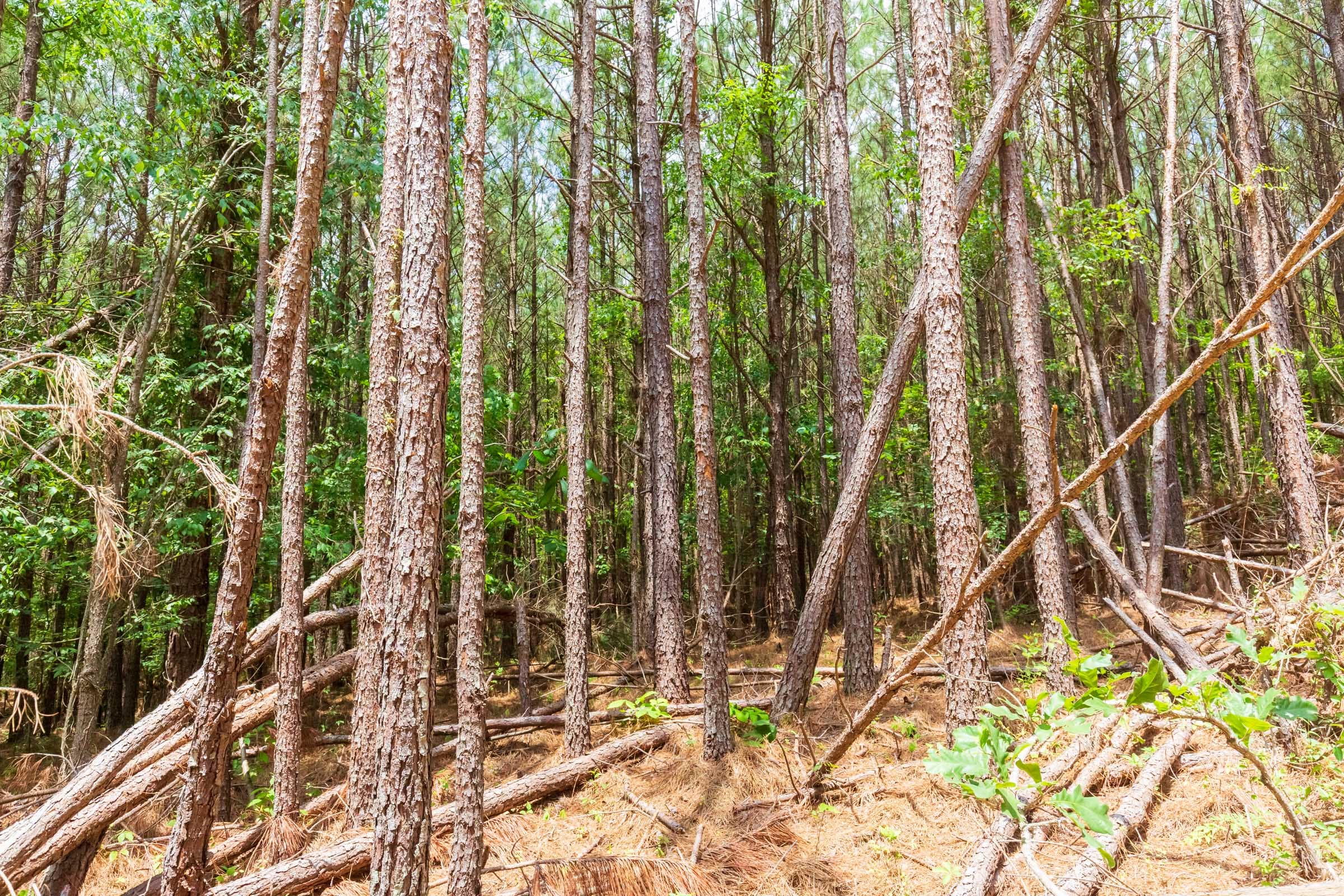 Whiskey Ridge Tract 99 photo 6