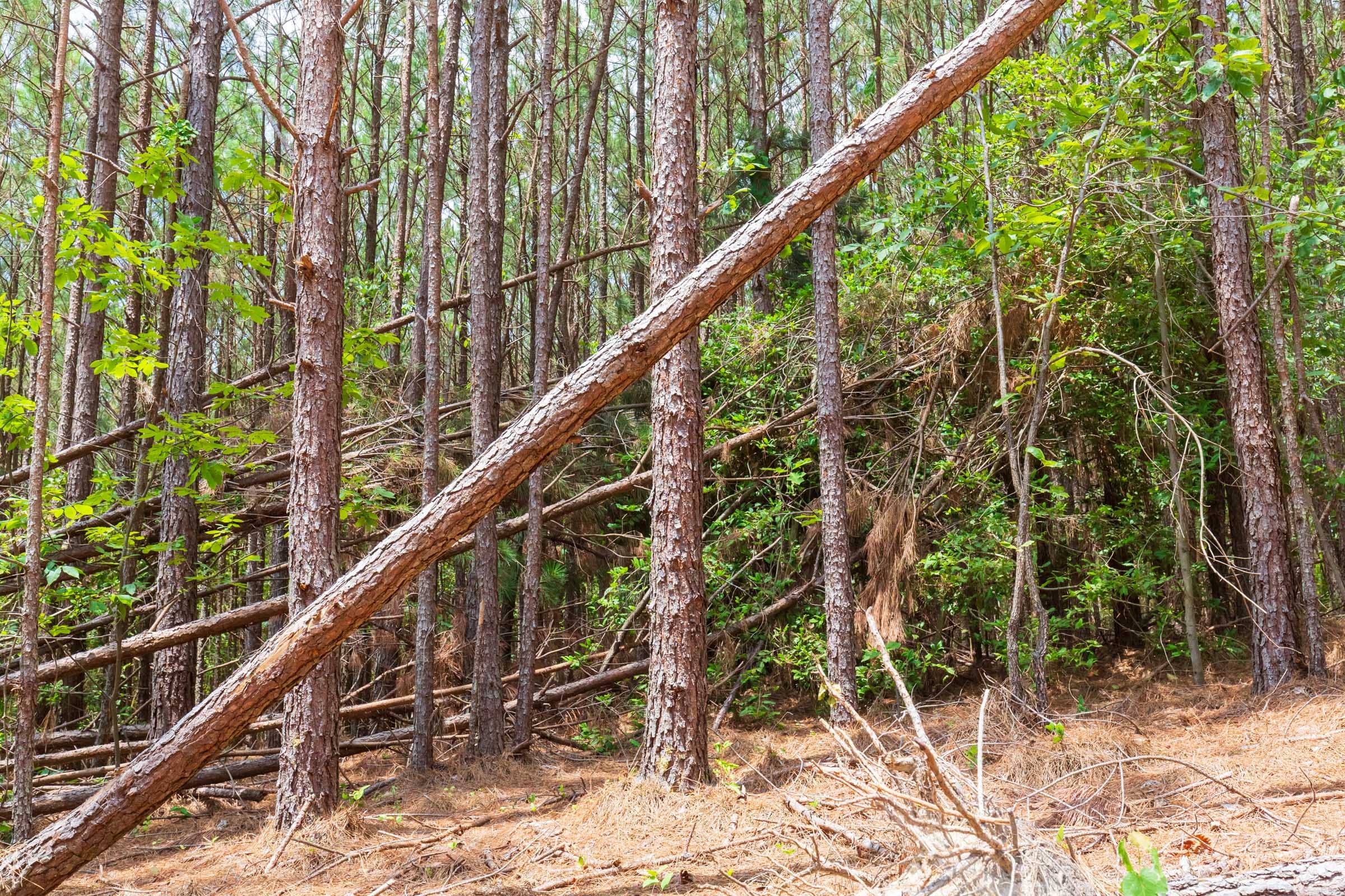 Whiskey Ridge Tract 99 photo 8