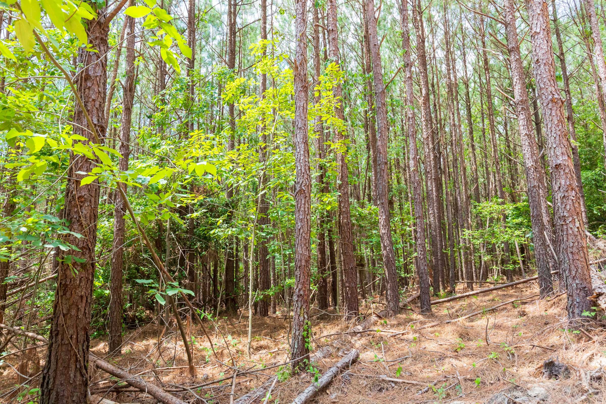 Whiskey Ridge Tract 99 photo 11