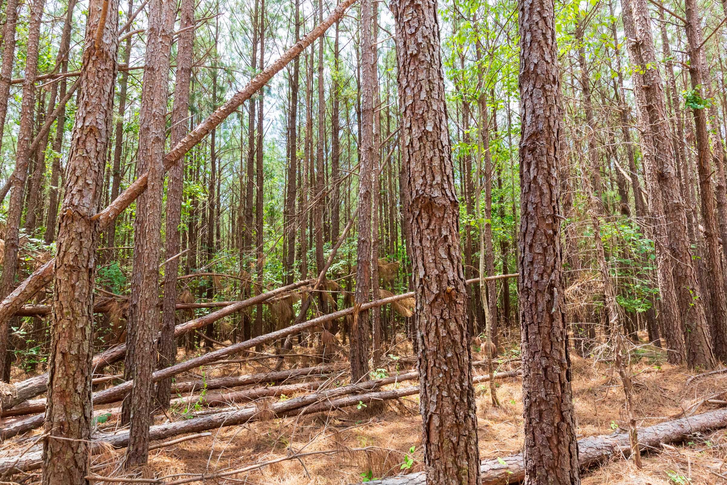 Whiskey Ridge Tract 99 photo 12