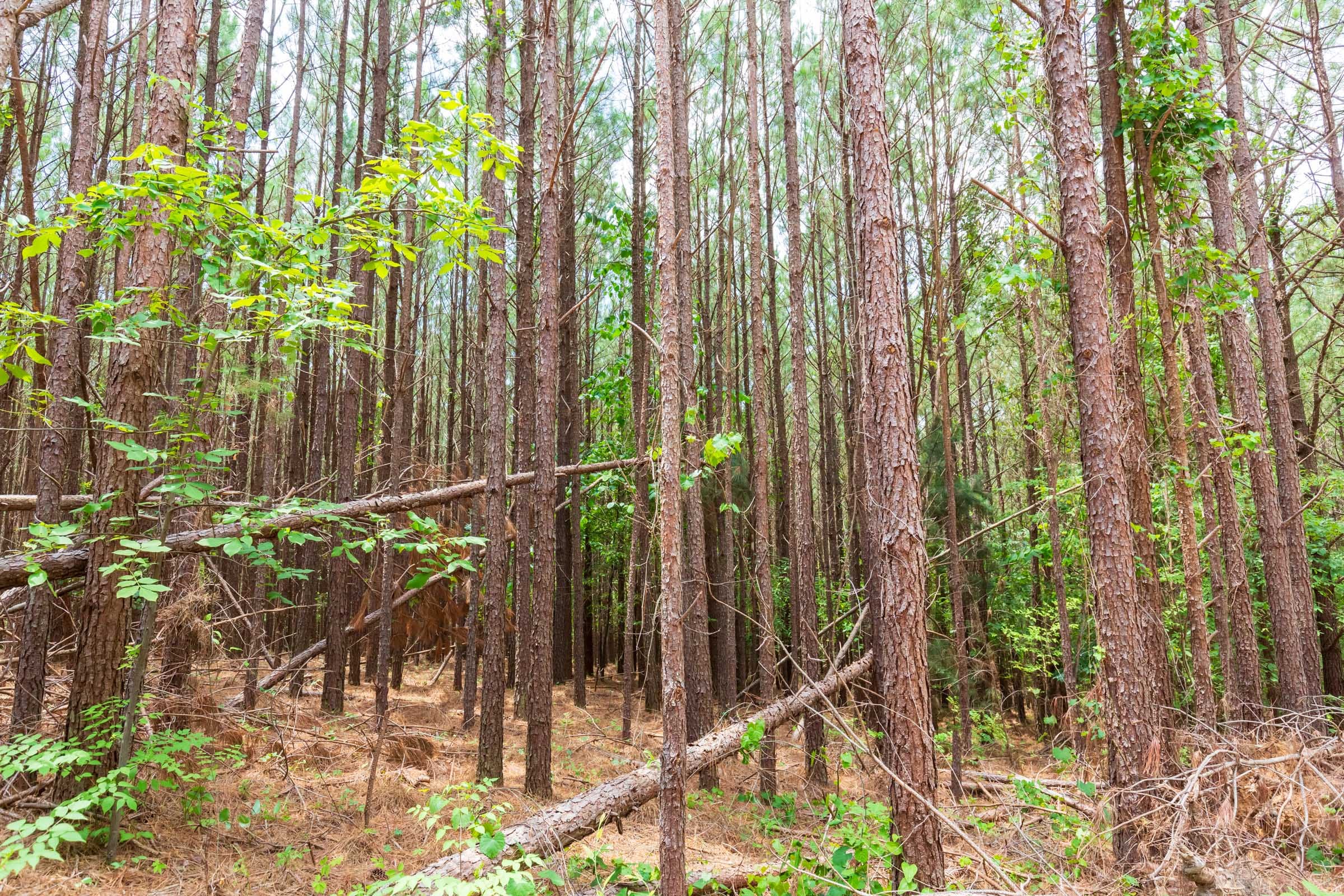 Whiskey Ridge Tract 99 photo 14