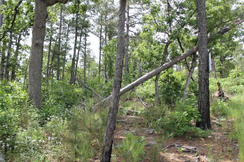 Indian Ridge – Phase II Tract 75 photo 3
