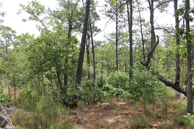 Indian Ridge – Phase II Tract 75 photo 4