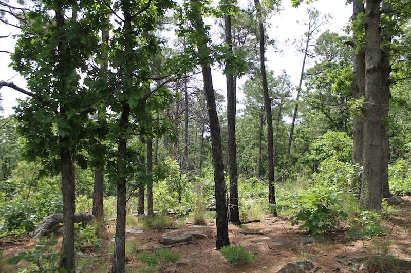 Indian Ridge – Phase II Tract 75 photo 5