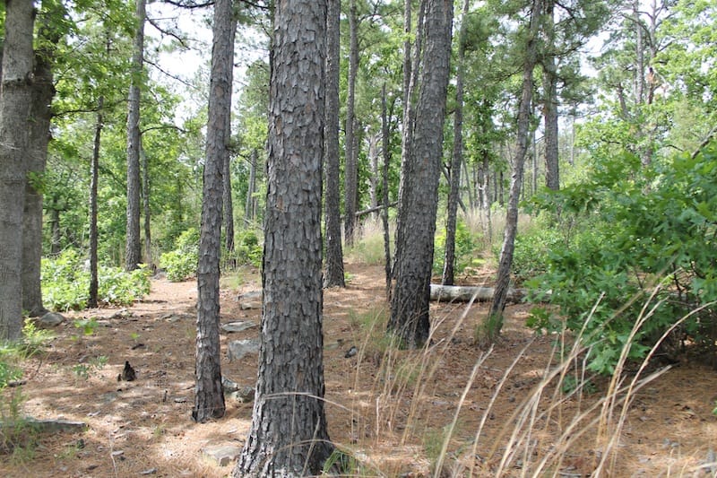 Indian Ridge – Phase II Tract 75 photo 6