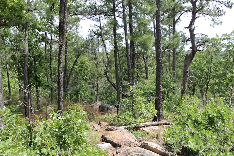 Indian Ridge – Phase II Tract 75 photo 8