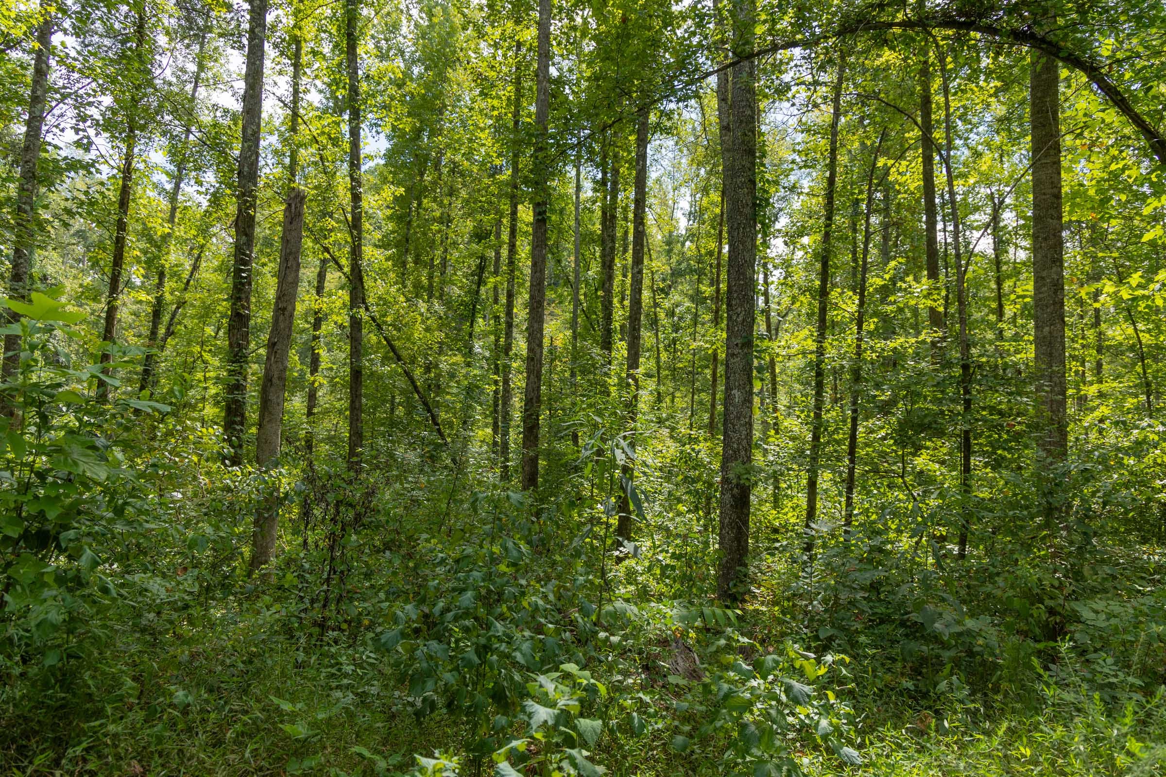 Big White Oak Tract 138 photo 10