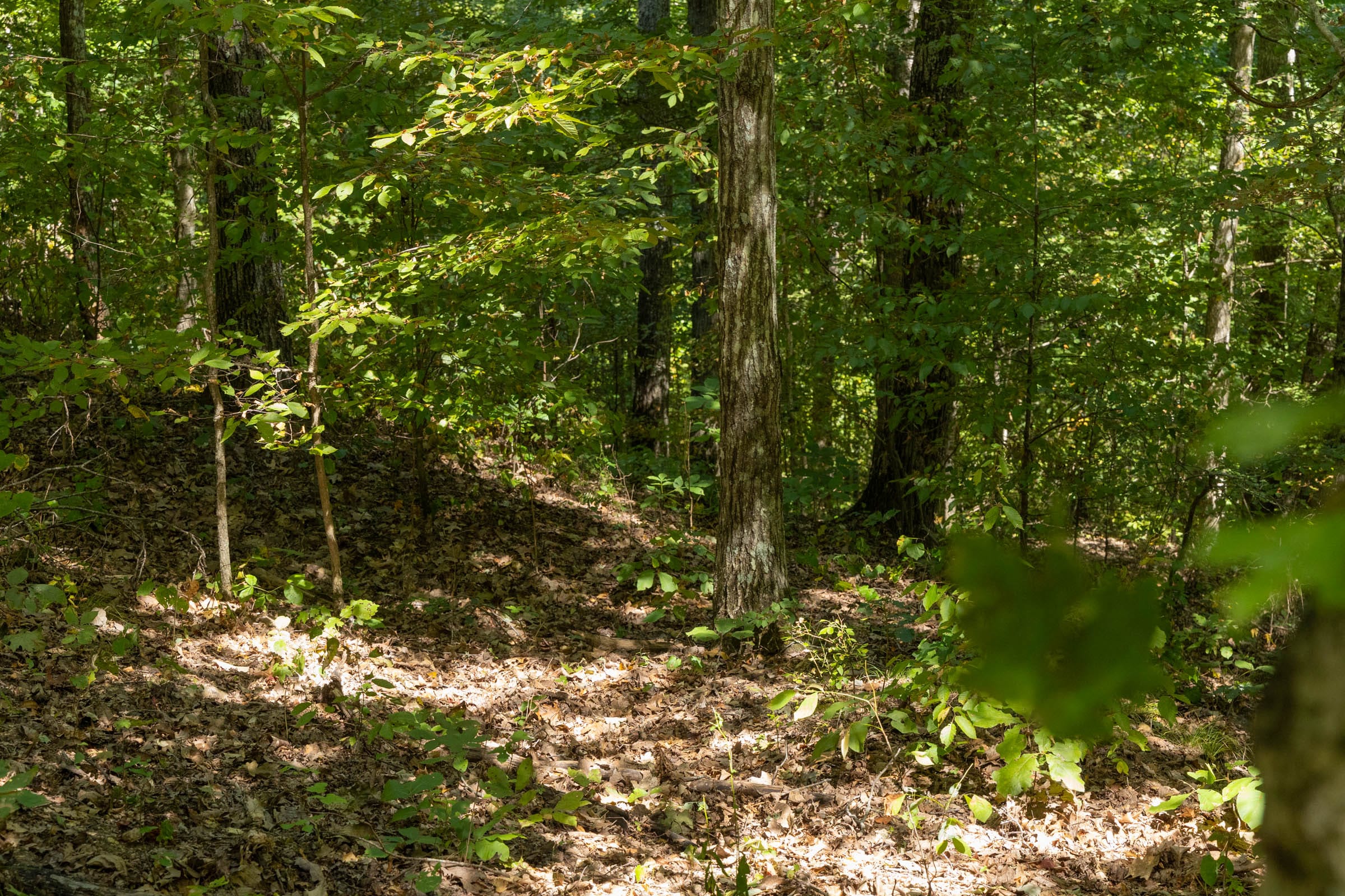 Big White Oak Tract 138 photo 2