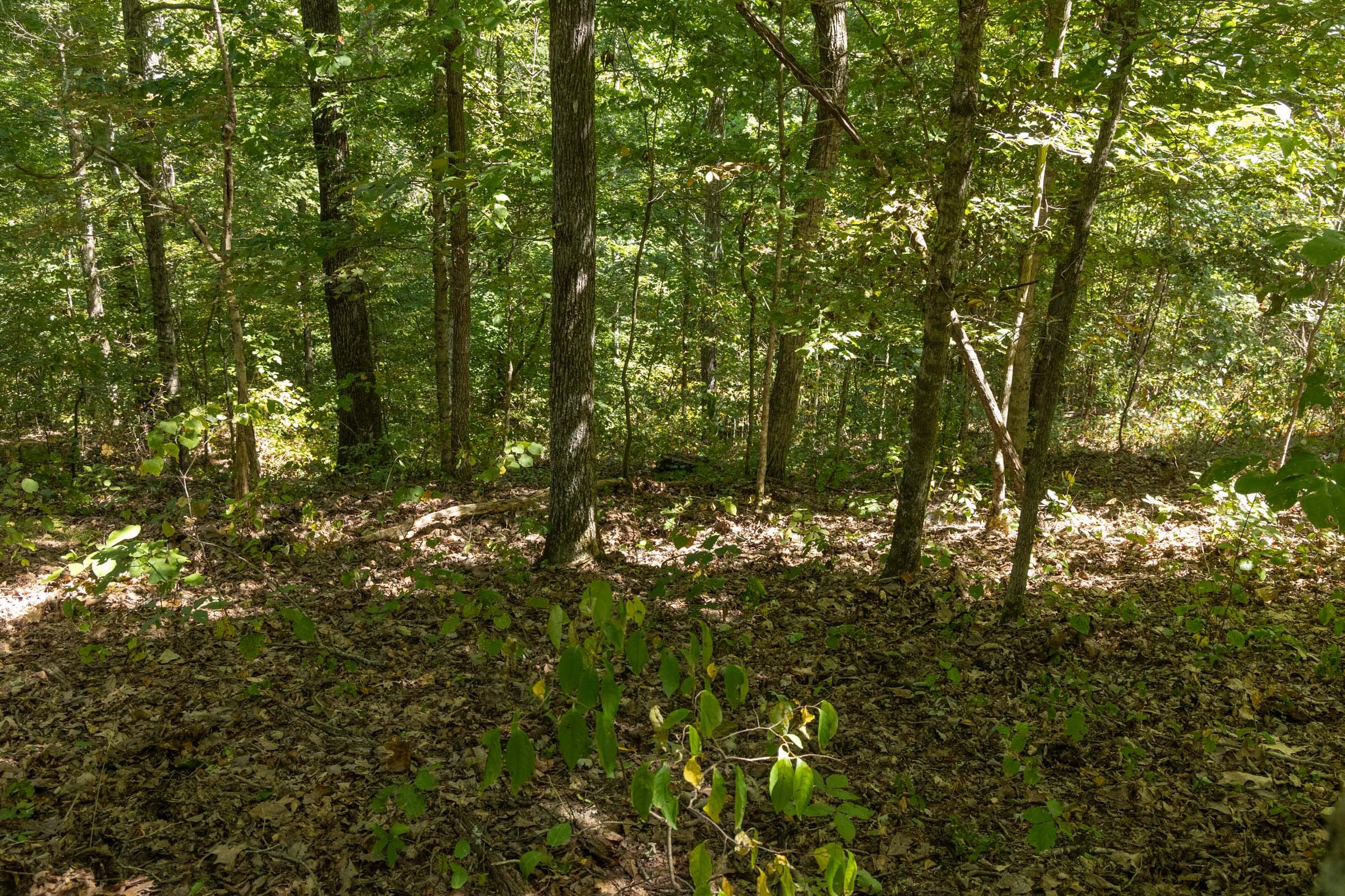 Big White Oak Tract 138 photo 9