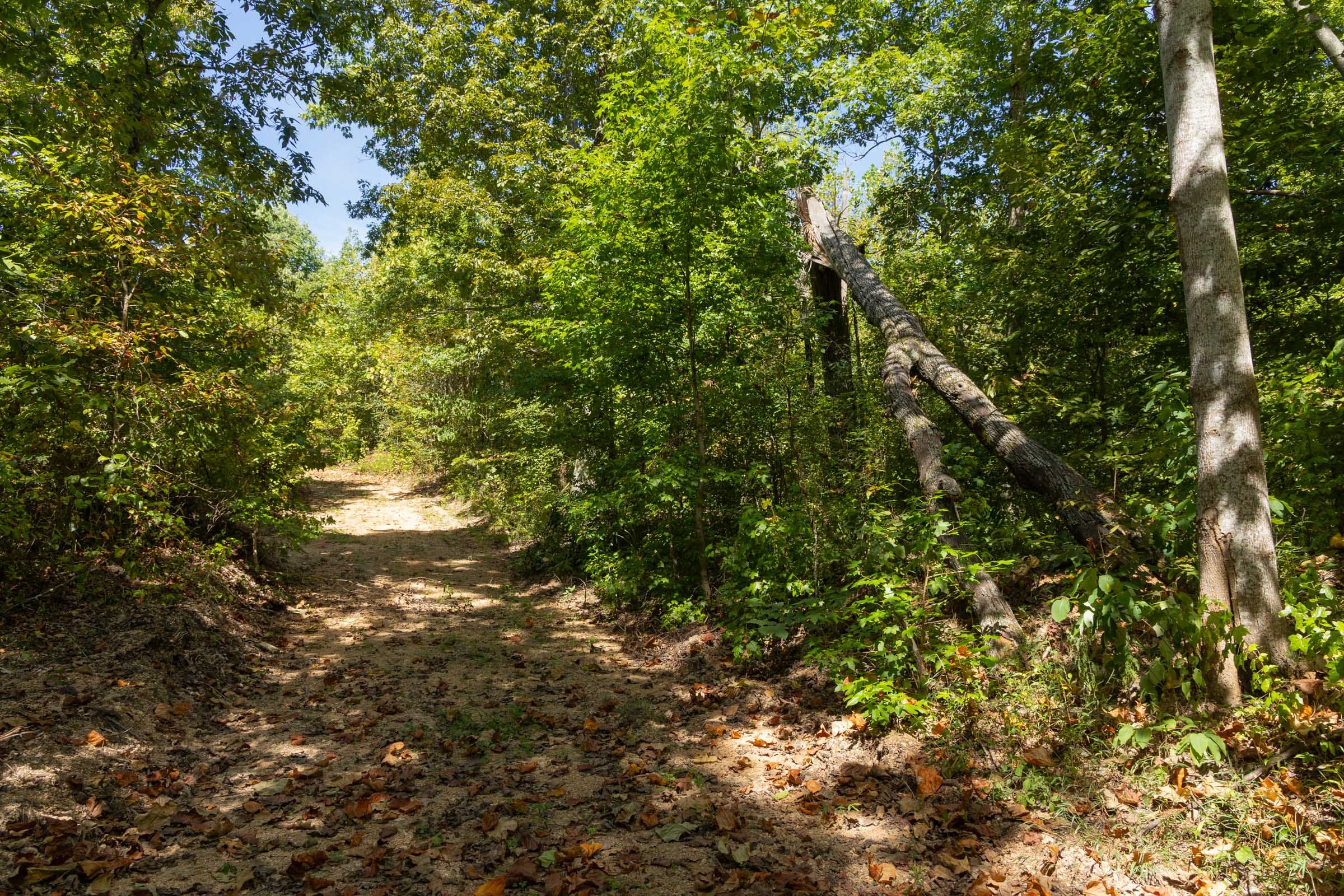 Big White Oak Tract 138 photo 8