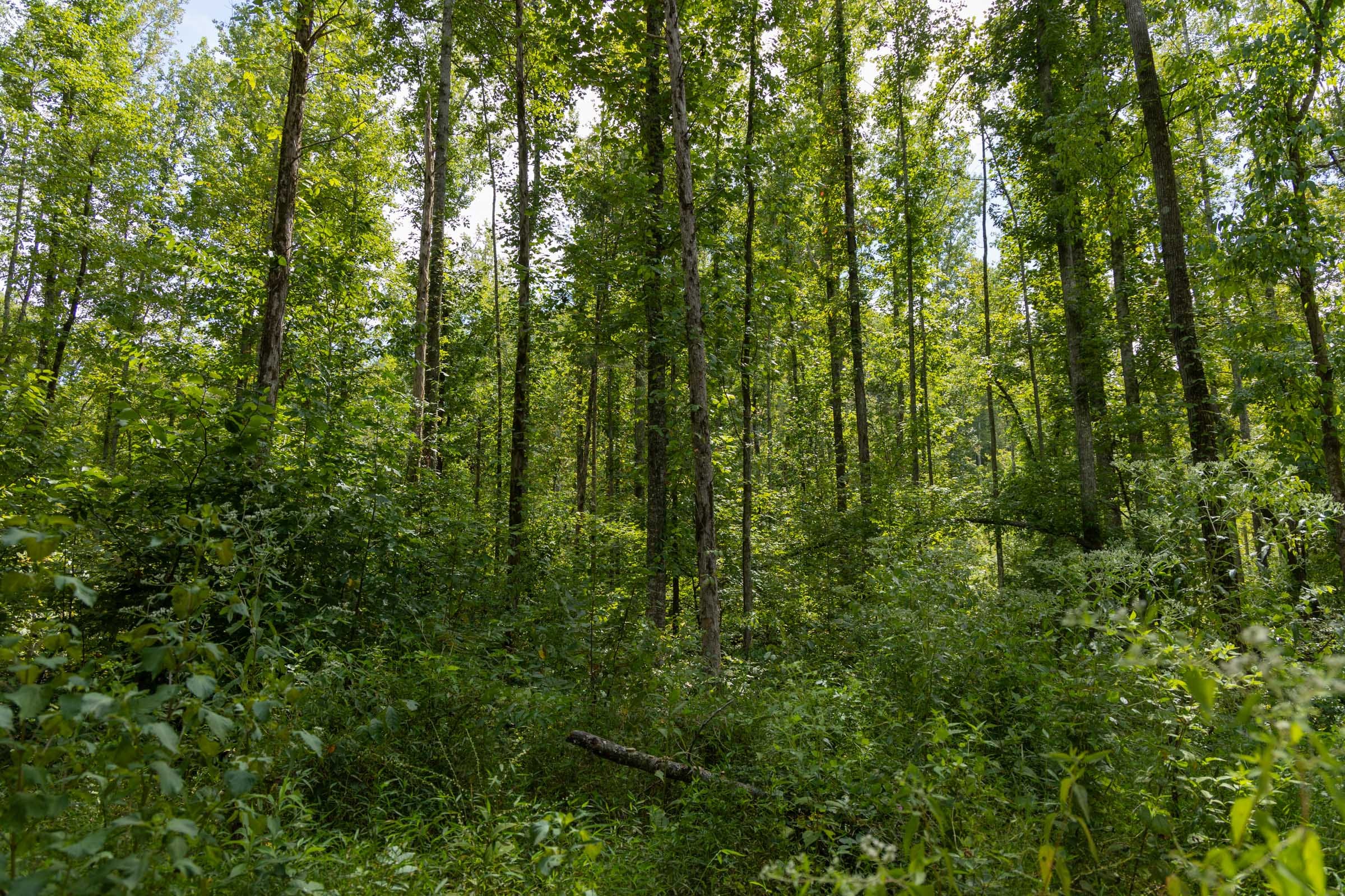 Big White Oak Tract 138 photo 7