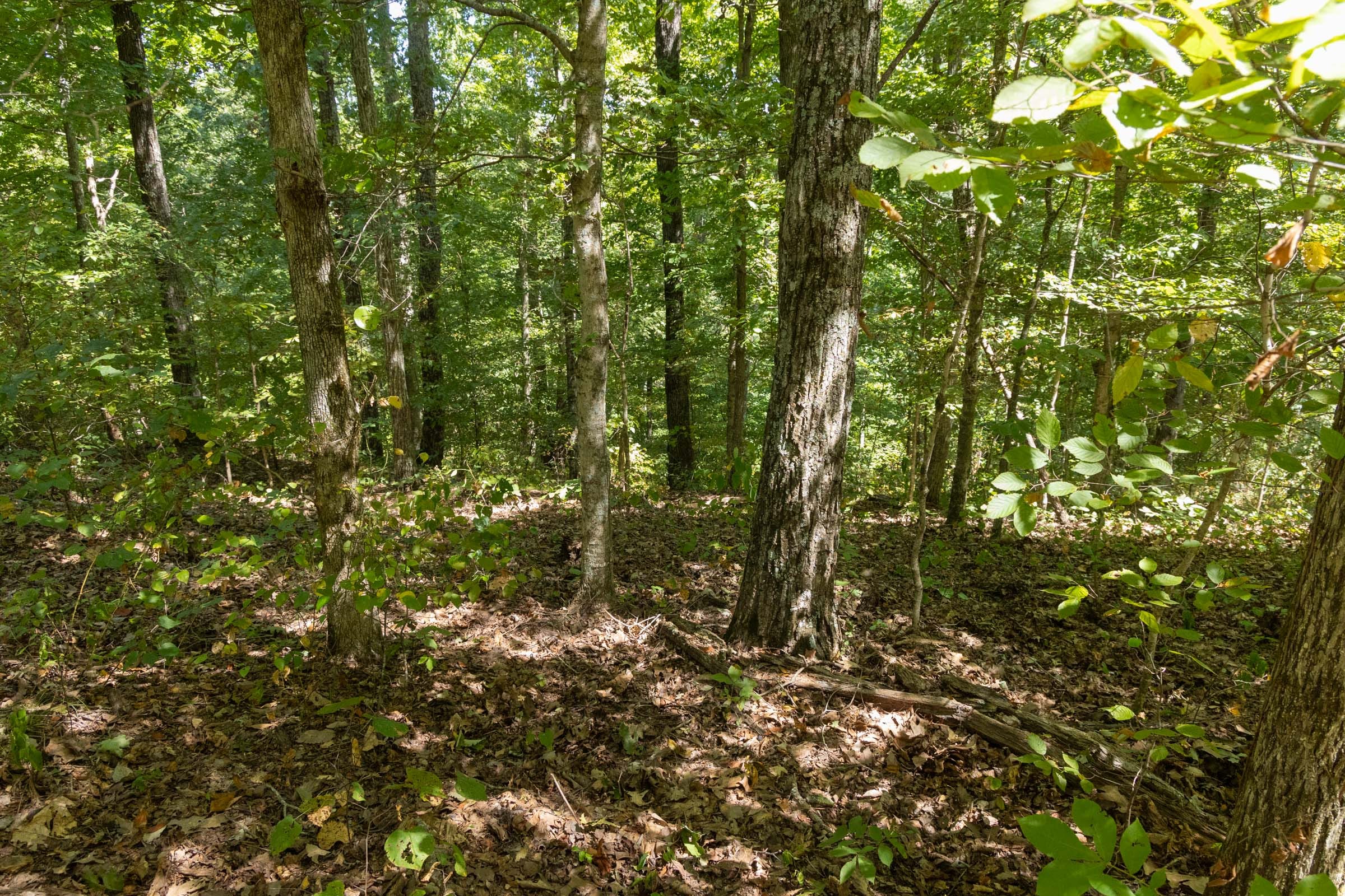 Big White Oak Tract 138 photo 6